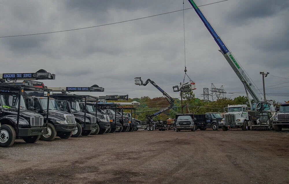 d d tree service on Kingkiner Tree Service