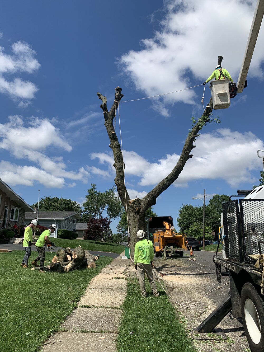 Local Tree Removal Service - Professional Tree Service Rockville MD - Yanez Tree  Service