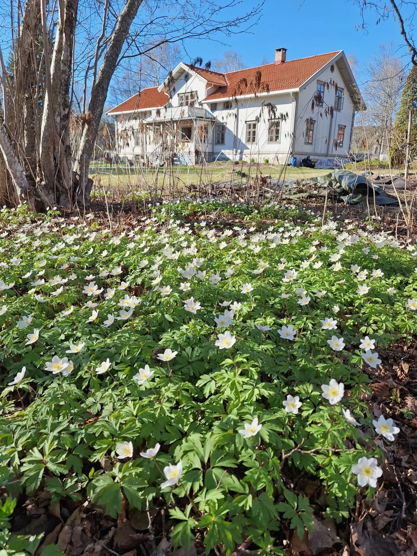 April! &Aring;h som jeg elsker april! 🌱 Alt f&aring;r nytt liv. Tr&aelig;rne blir gr&oslash;nne og fuglene synger fra tidlig morgen til sen kveld. Og deretter tar kattuglen over og hoho'ar hele natten. Han bor i v&aring;r store bj&oslash;rk i hagen.
