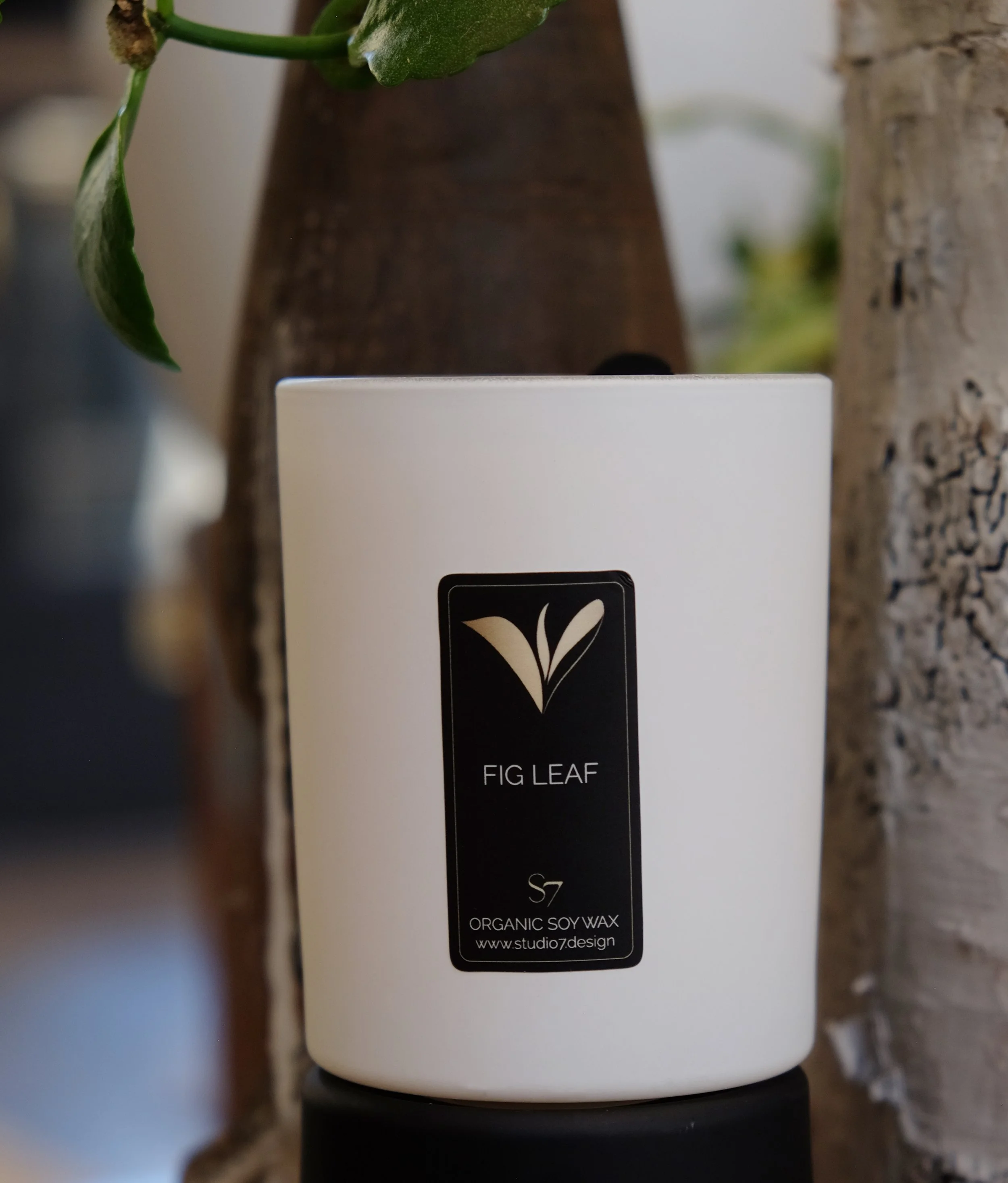 fig leaf final 2.jpg