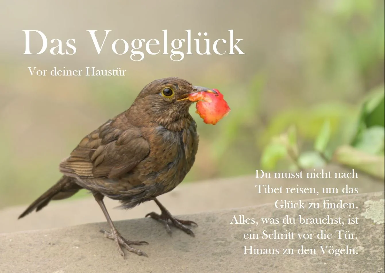 Rückseite.JPG