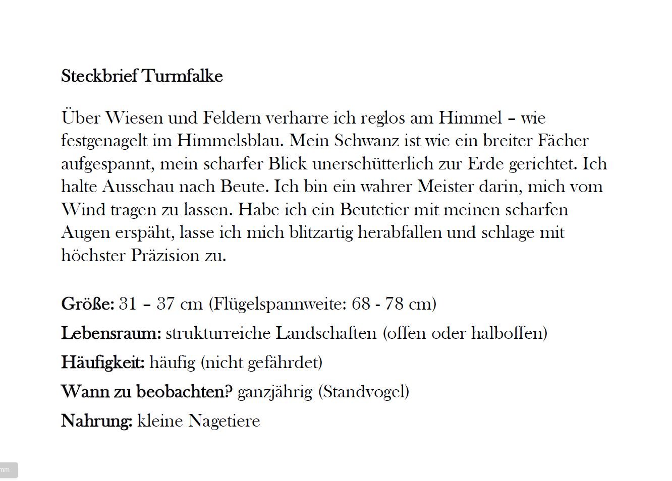 Turmfalke_2.JPG