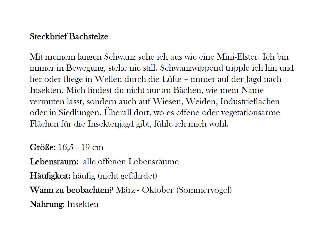 Bachstelze_2.JPG