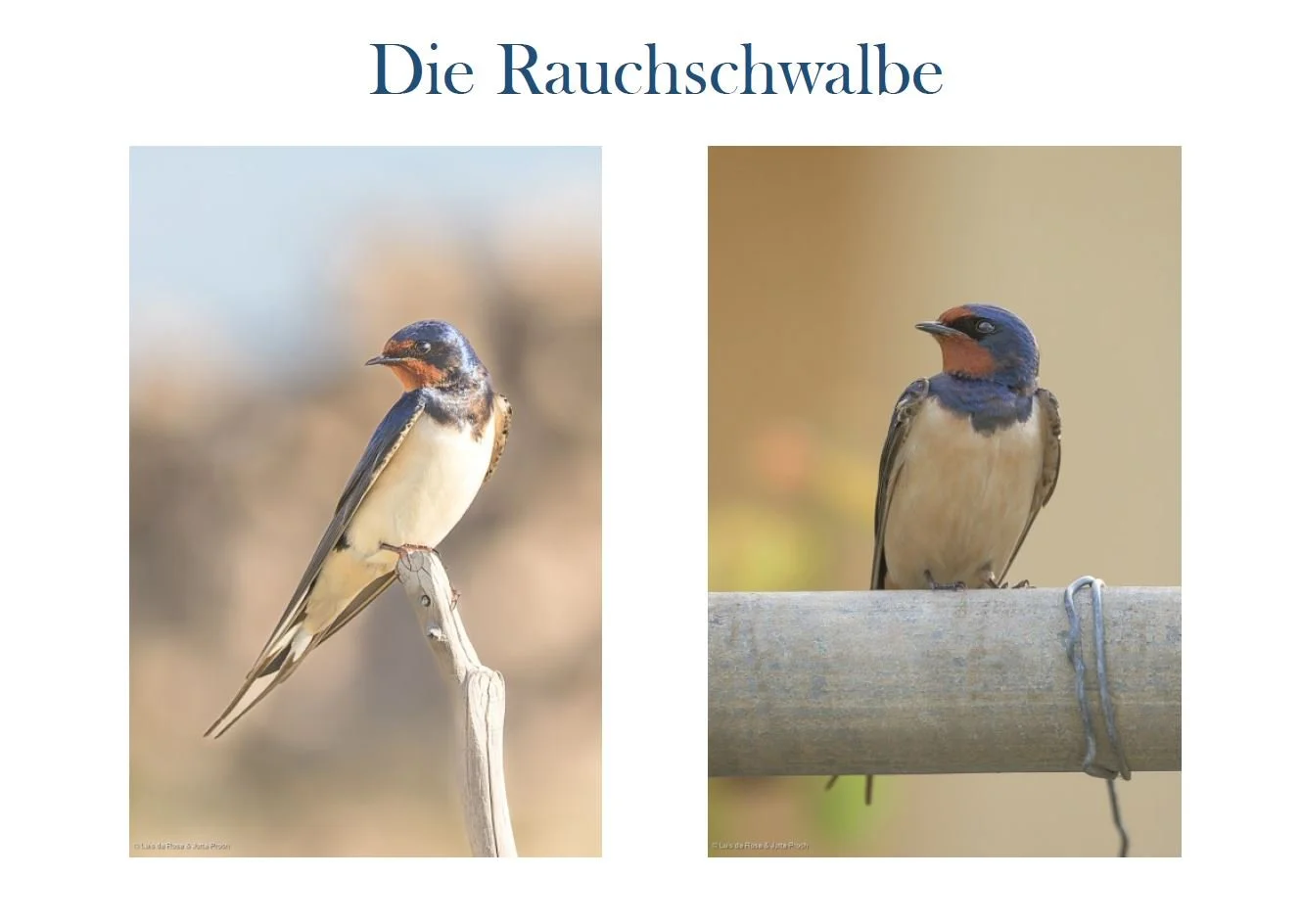 Rauchschwalbe_1.JPG