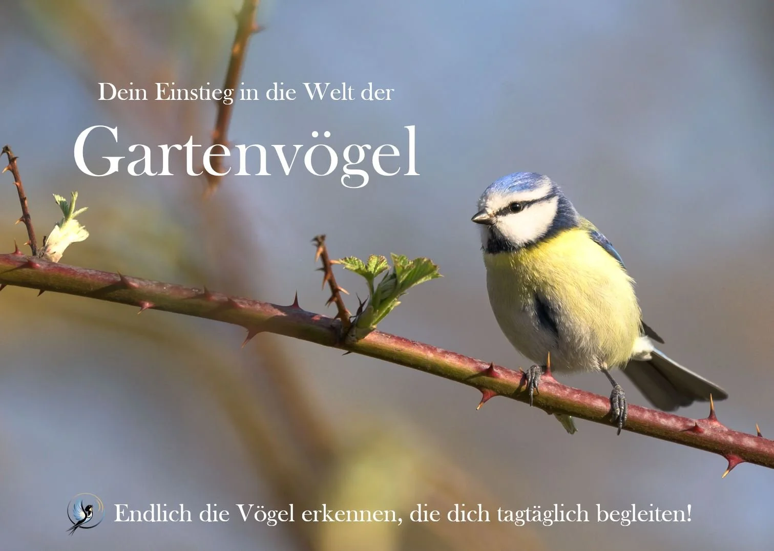 Dein Einstieg in die Welt der Gartenvögel (E-Book)