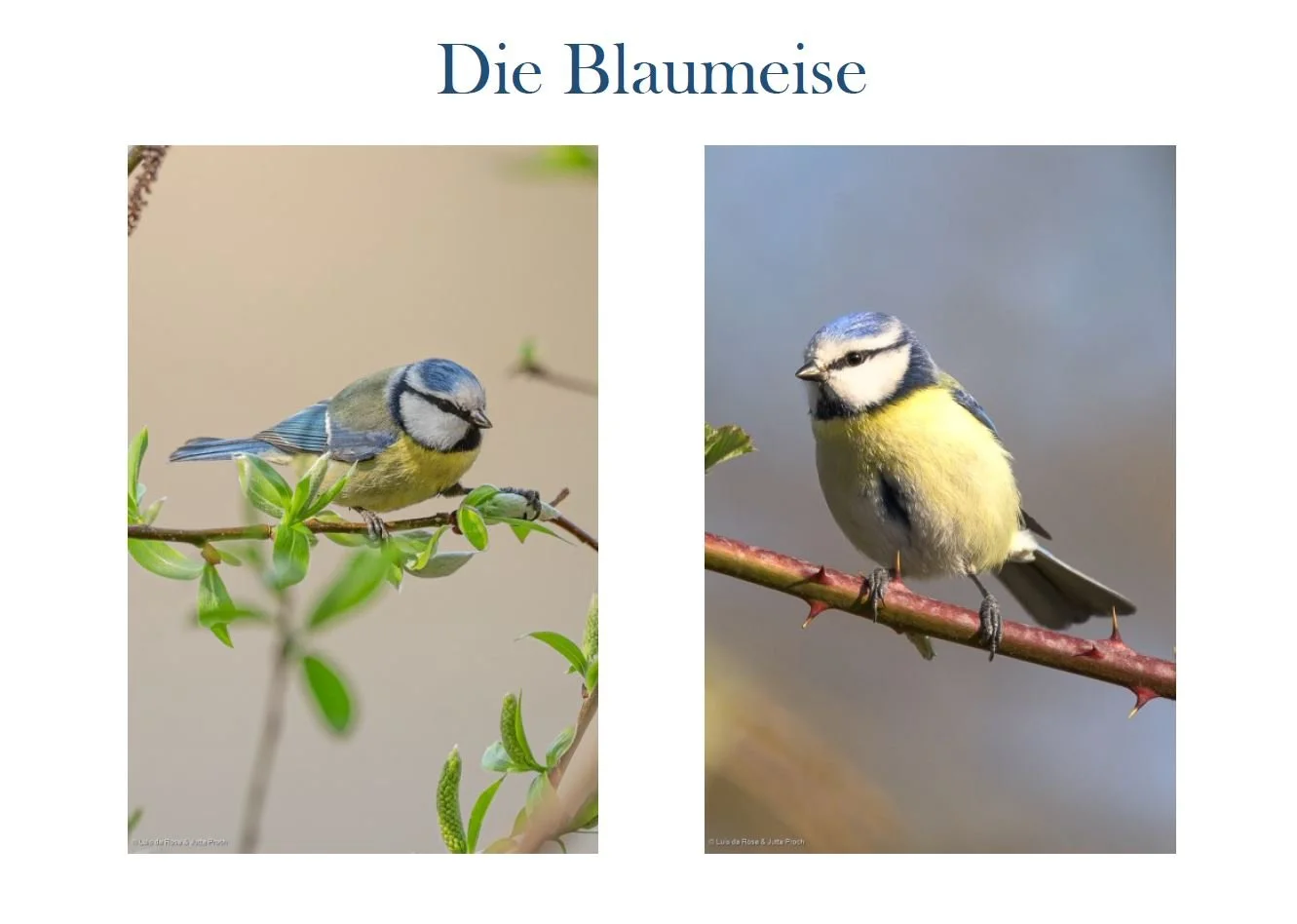 Blaumeise_1.JPG