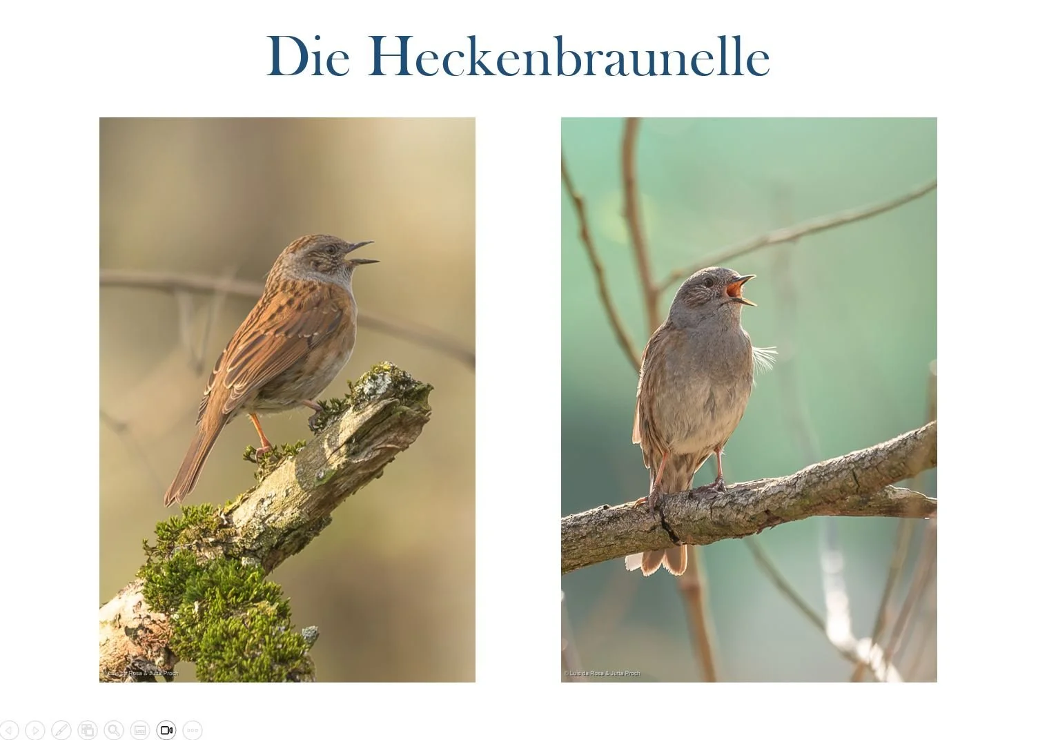Heckenbraunelle.JPG