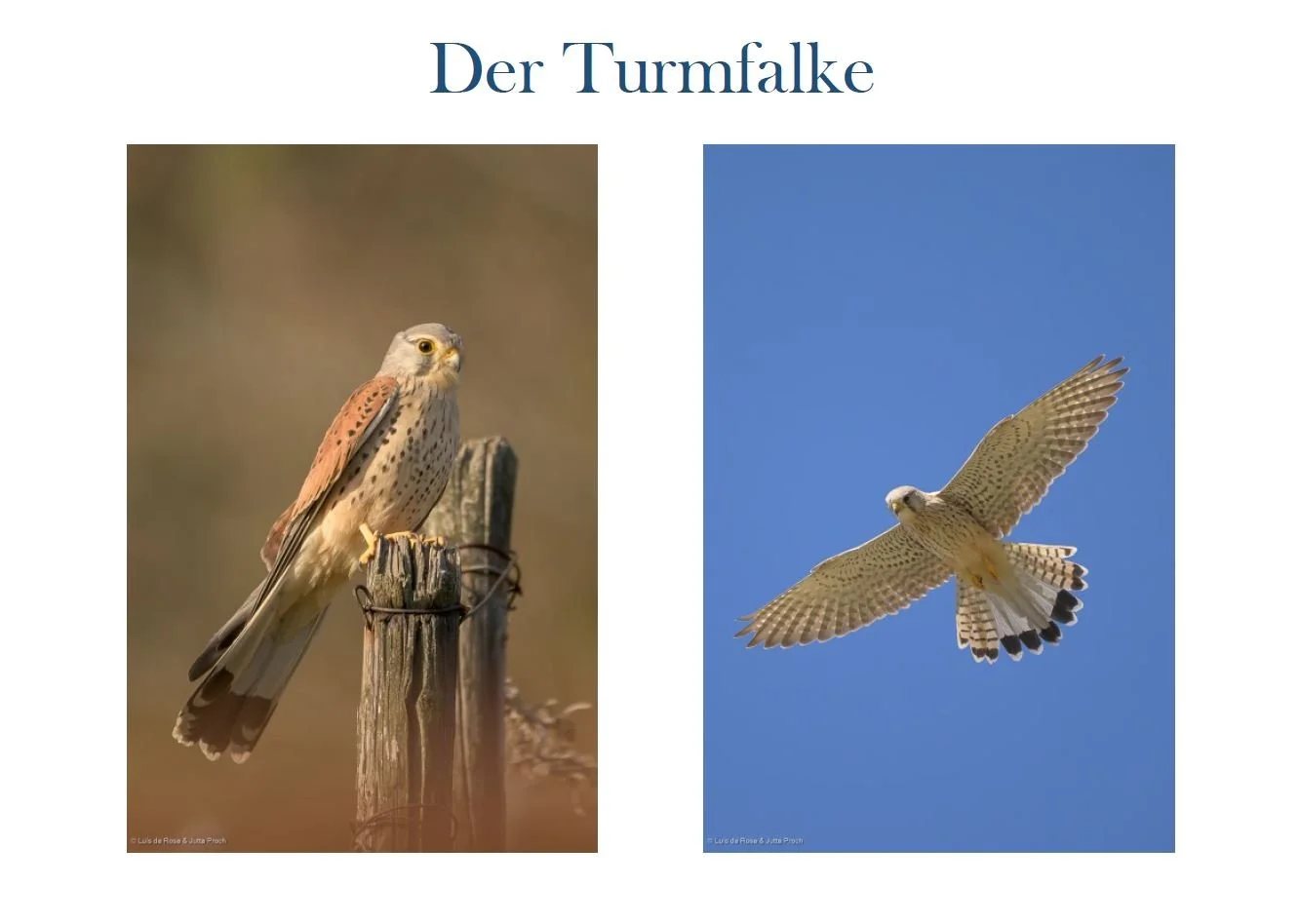Turmfalke_1.JPG