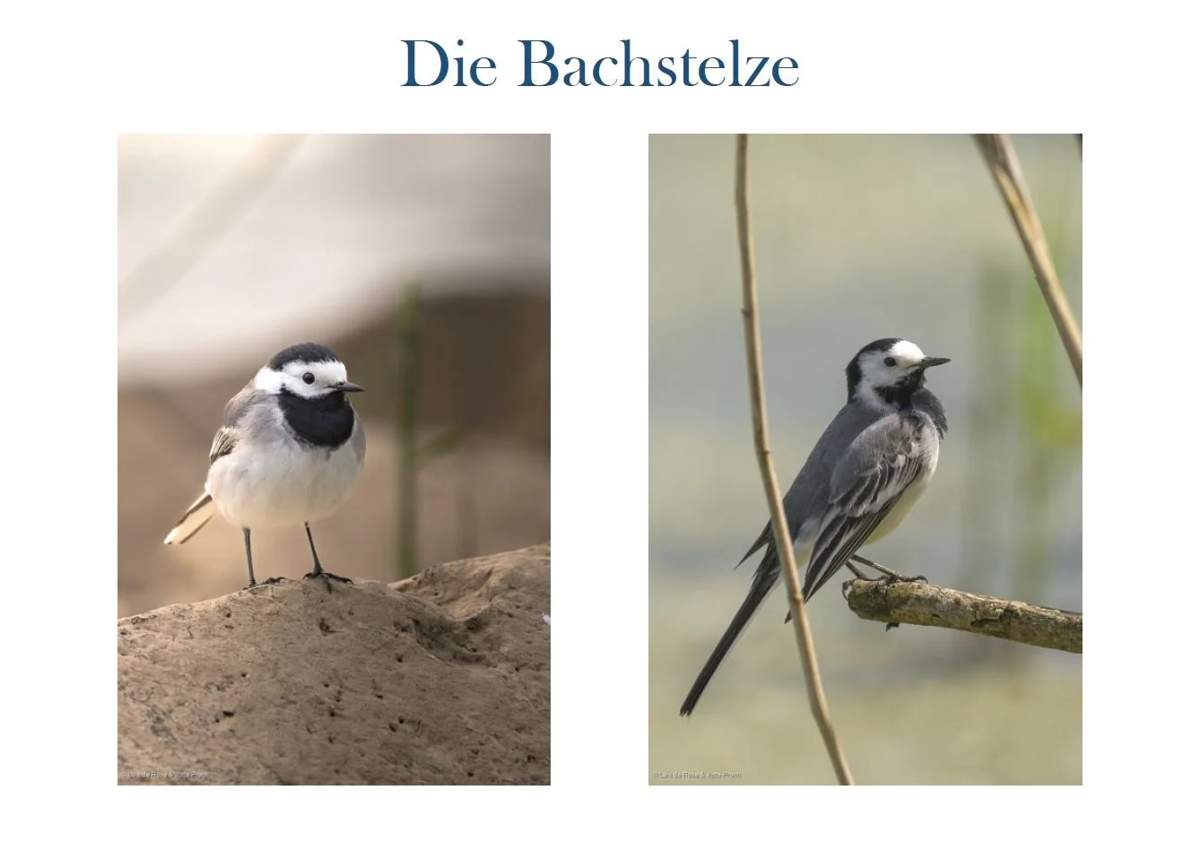 Bachstelze_1.JPG