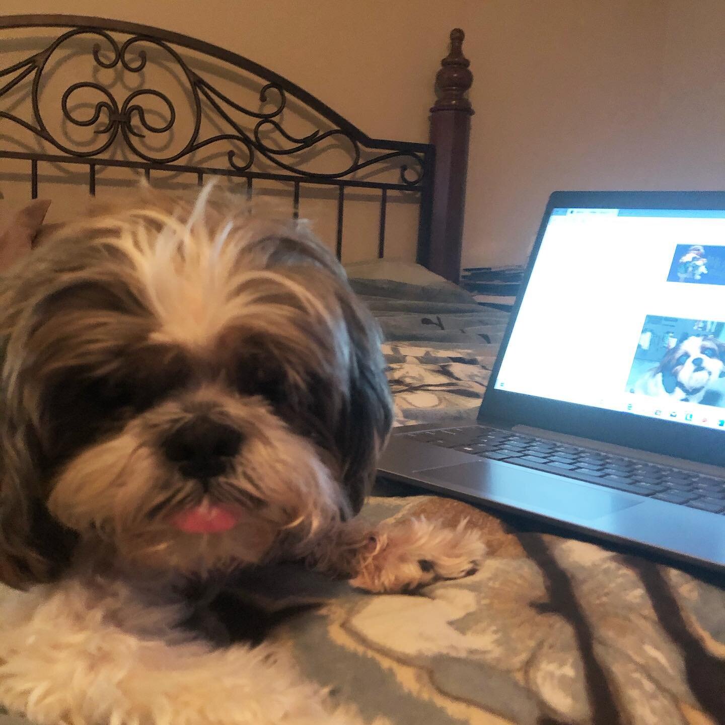 It been a year since my sweet Millie @millie_tzu crossed the 🌈 bridge. I miss her so much. Together we started Millie&rsquo;s Dog Blog and got to interview lots of interesting pups. ❤️ Thank you @jaxthetzu @buenobassets @juicy.and.izzy @rockyinstyle