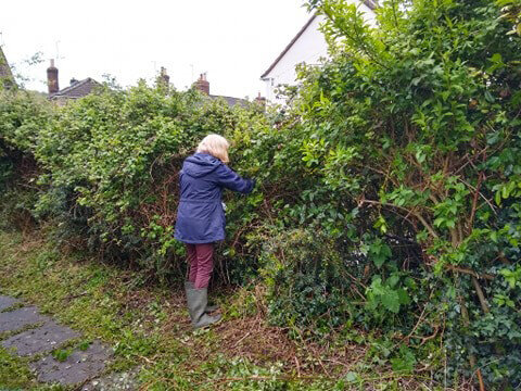 Cutting back the hedge