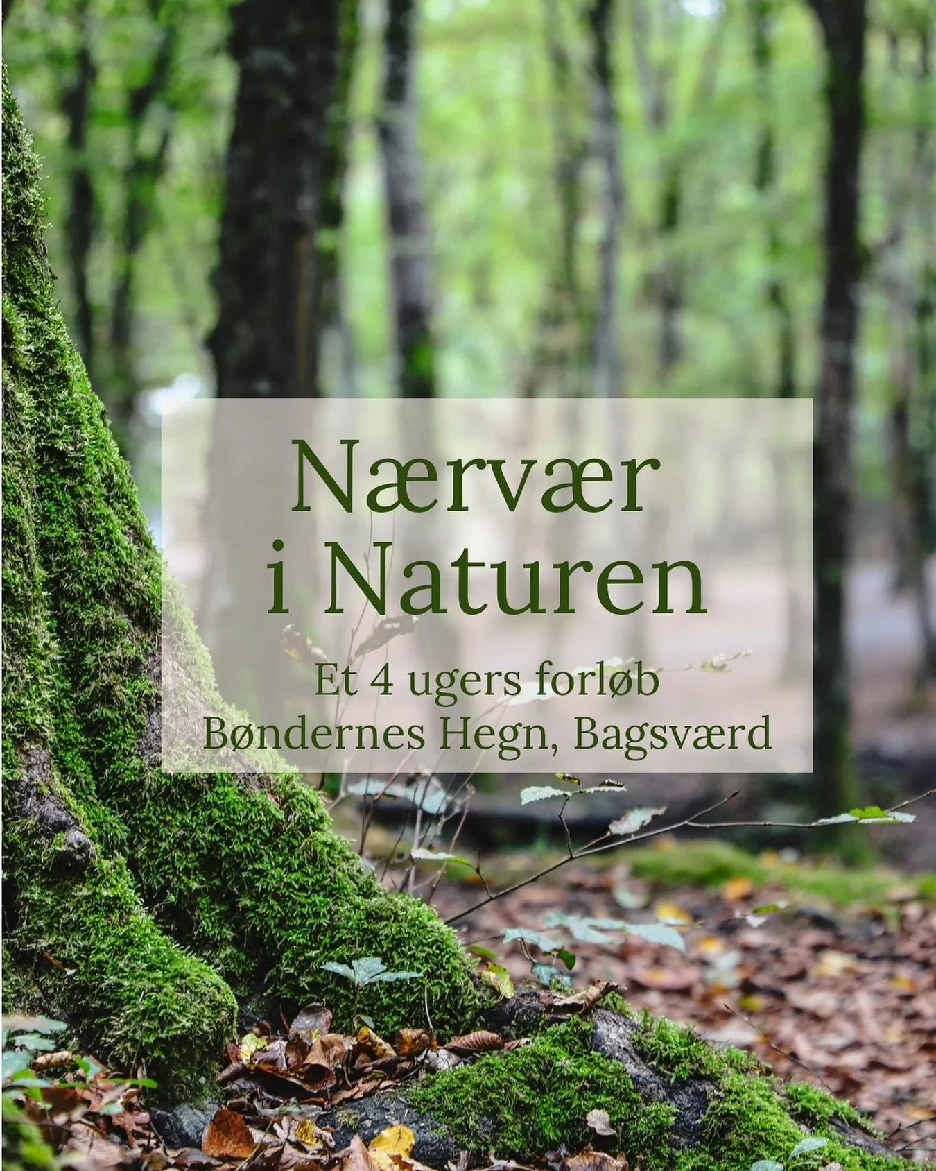 〰️4 ugers forl&oslash;b, marts 2026〰️

Kom med p&aring; et forl&oslash;b over 4 gange, med fordybelse, stilhed og n&aelig;rv&aelig;r i naturen. 
 
Hver m&oslash;degang vil indeholde stillevandring, blid bev&aelig;gelse, sanse&oslash;velser, samt en m