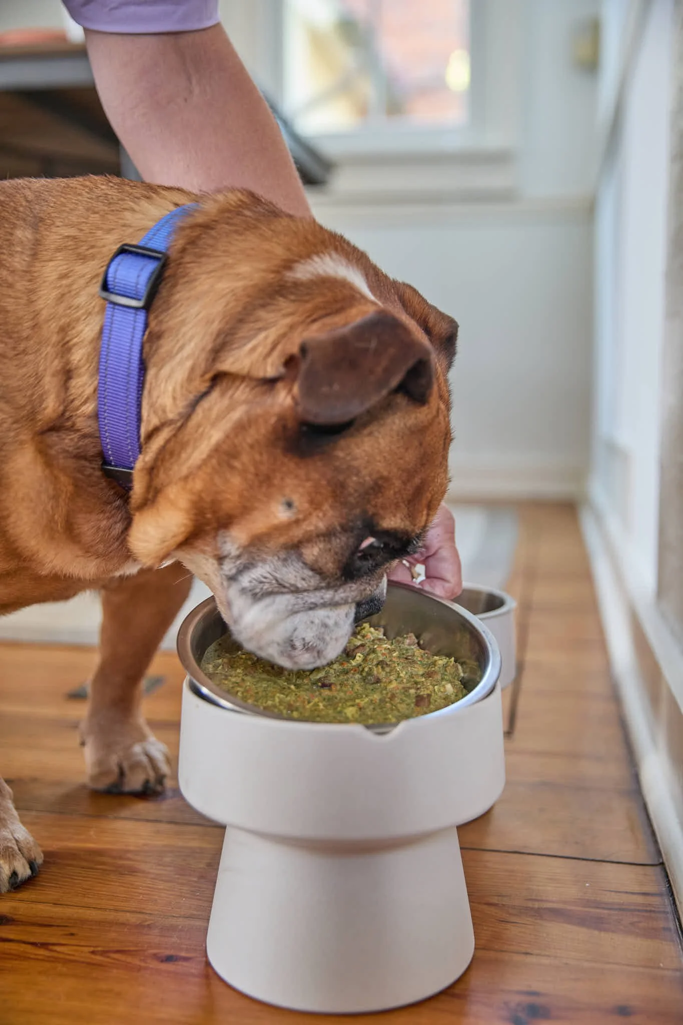 ILY Dog Food -  17.jpg