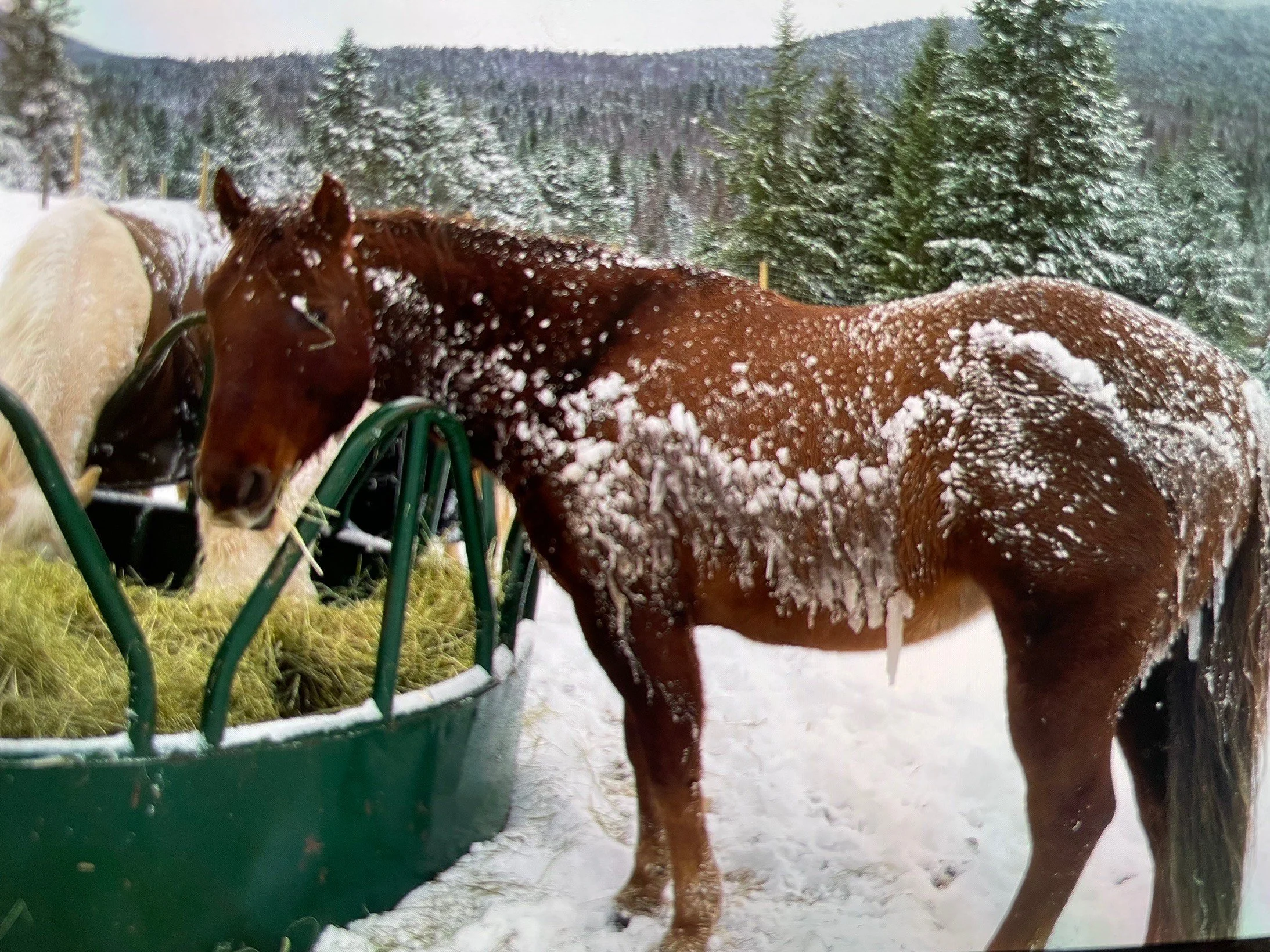 Robins and Bluebirds