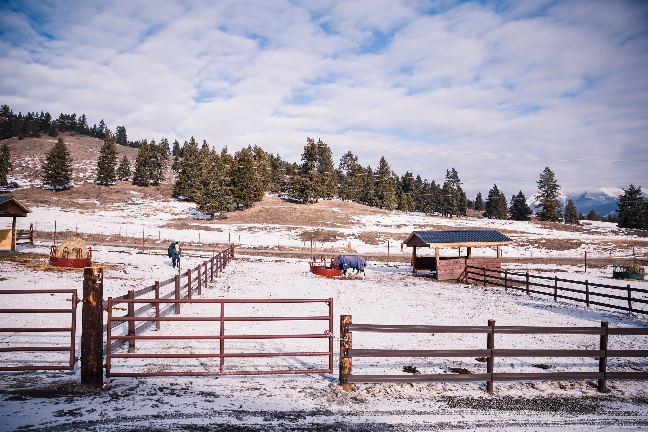 Each paddock has approximately 2,500sq/ft of space for your horse to roam. 