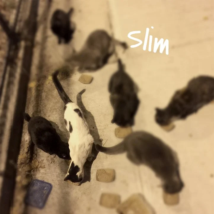 slim_1.jpg