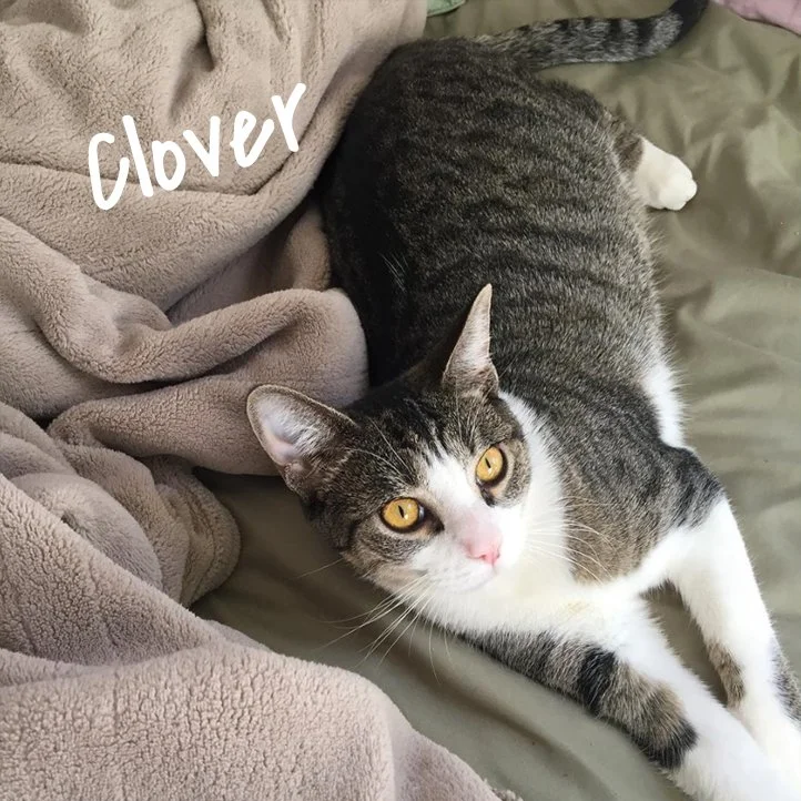 clover_2.jpg