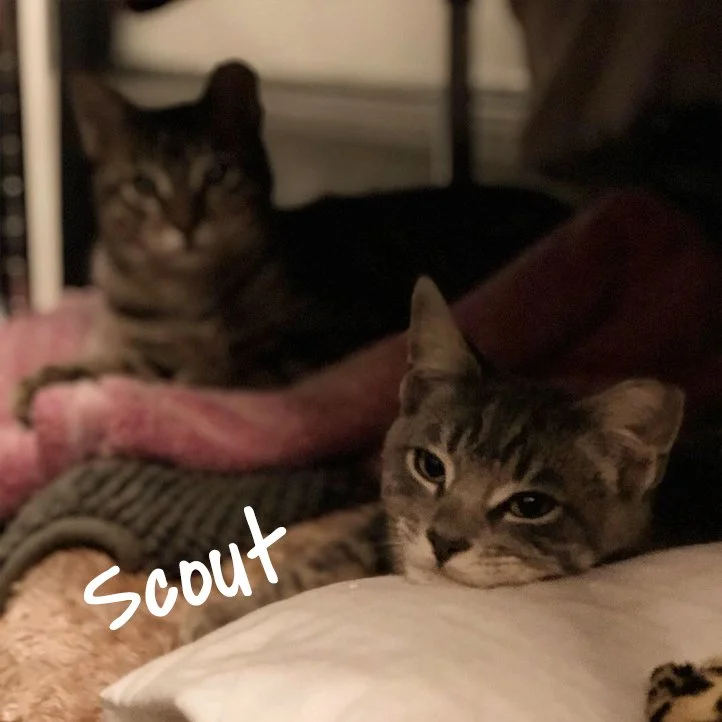 scout_2.jpg
