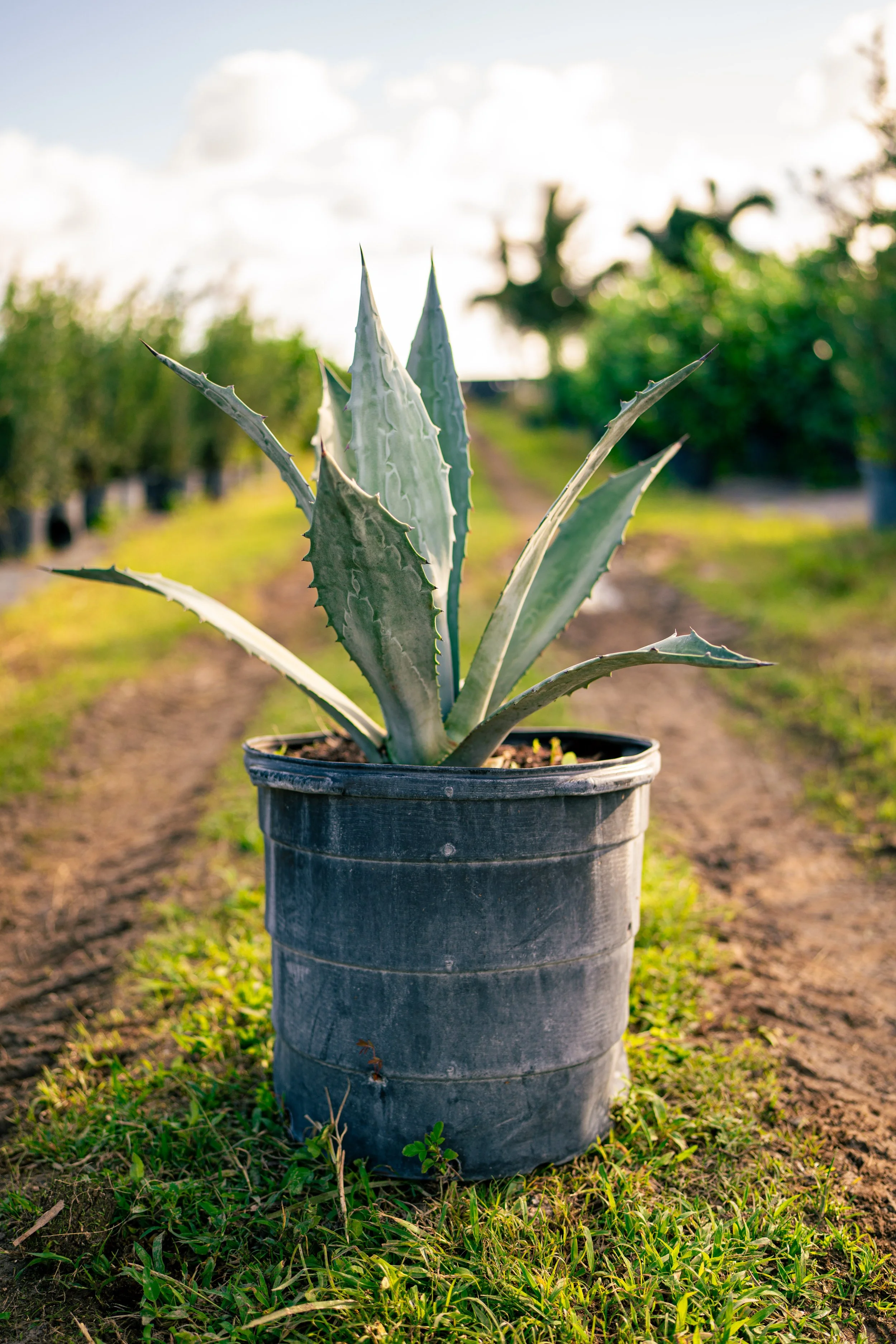 Blue Agave
