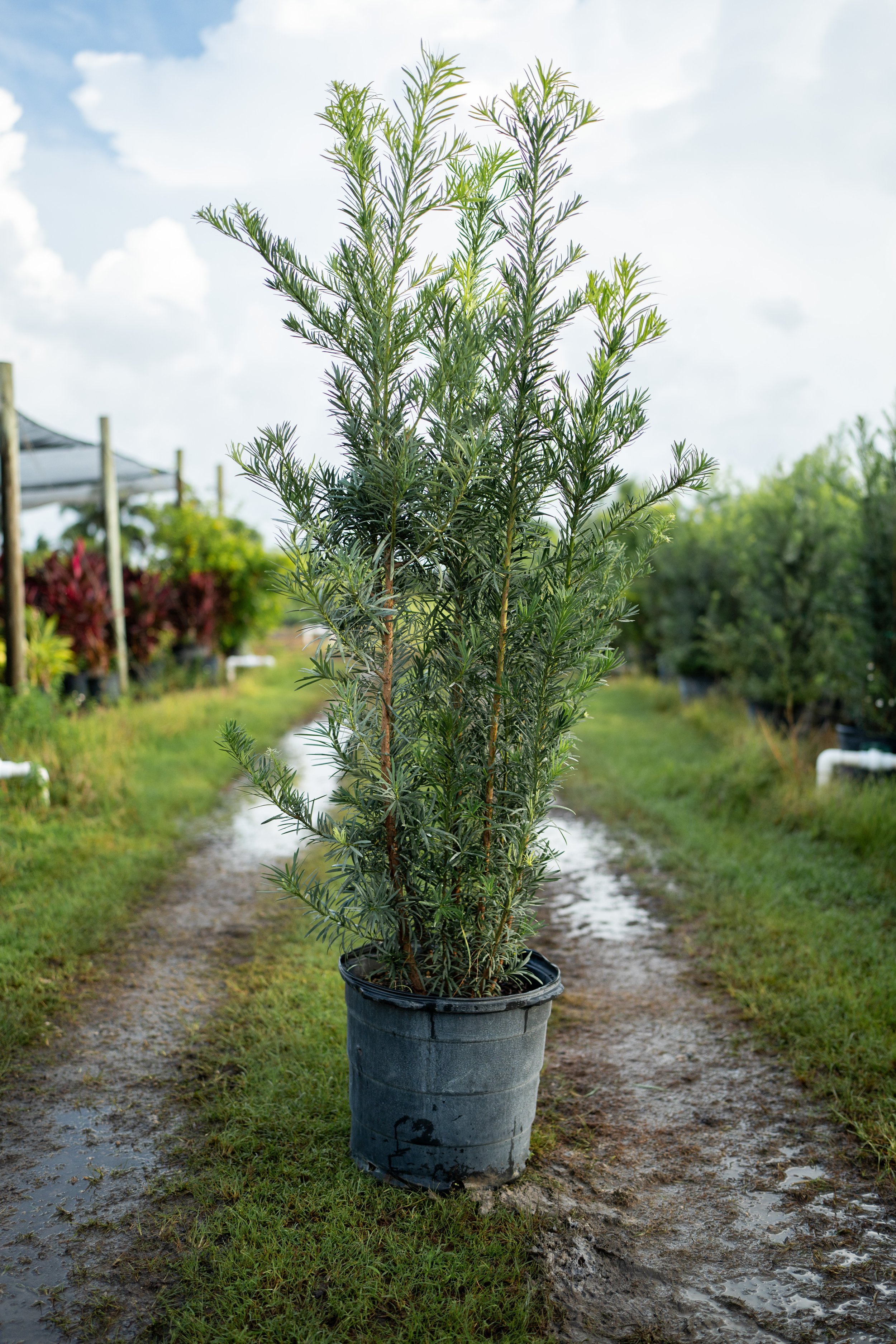 Podocarpus 15gal