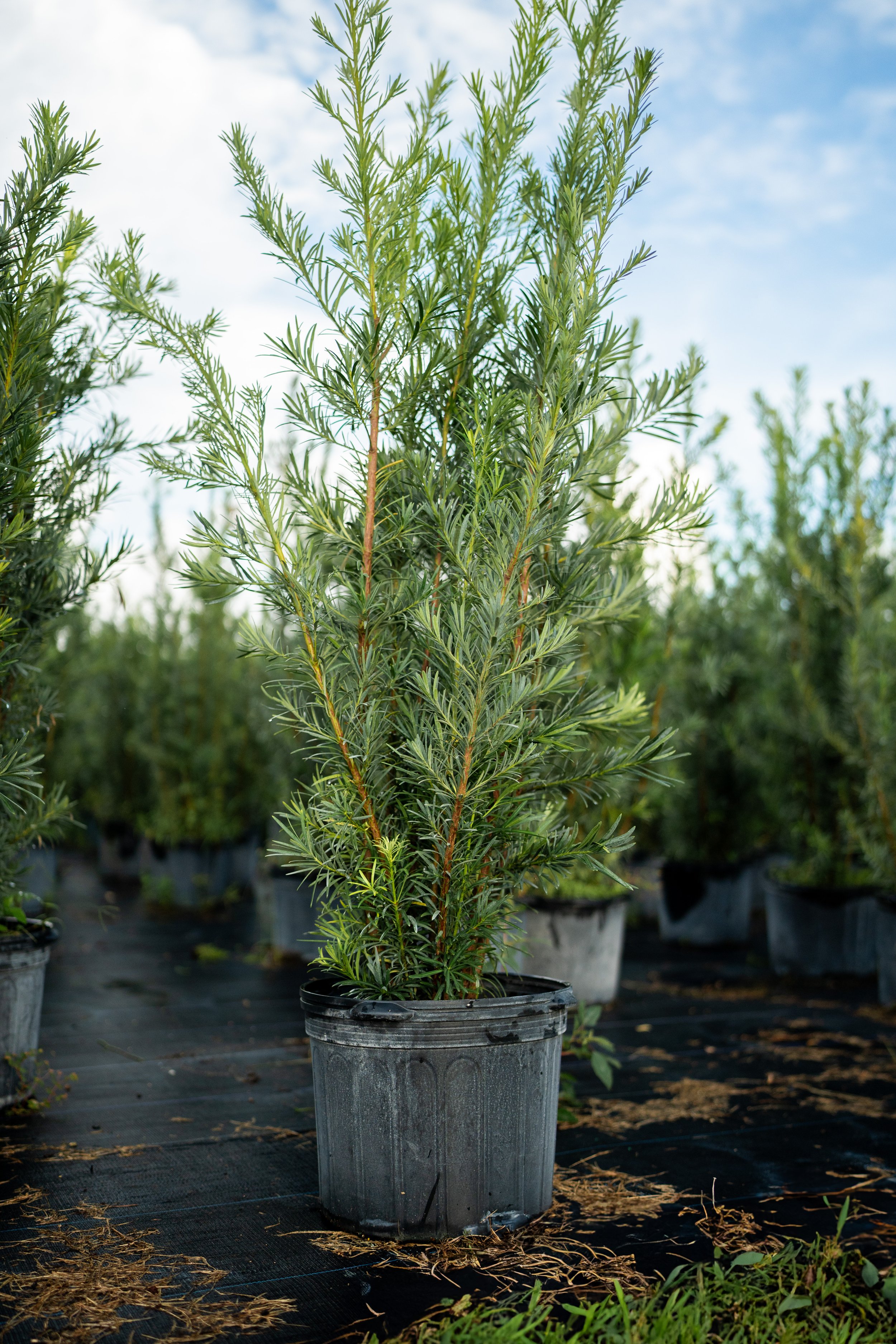 Podocarpus 7gal