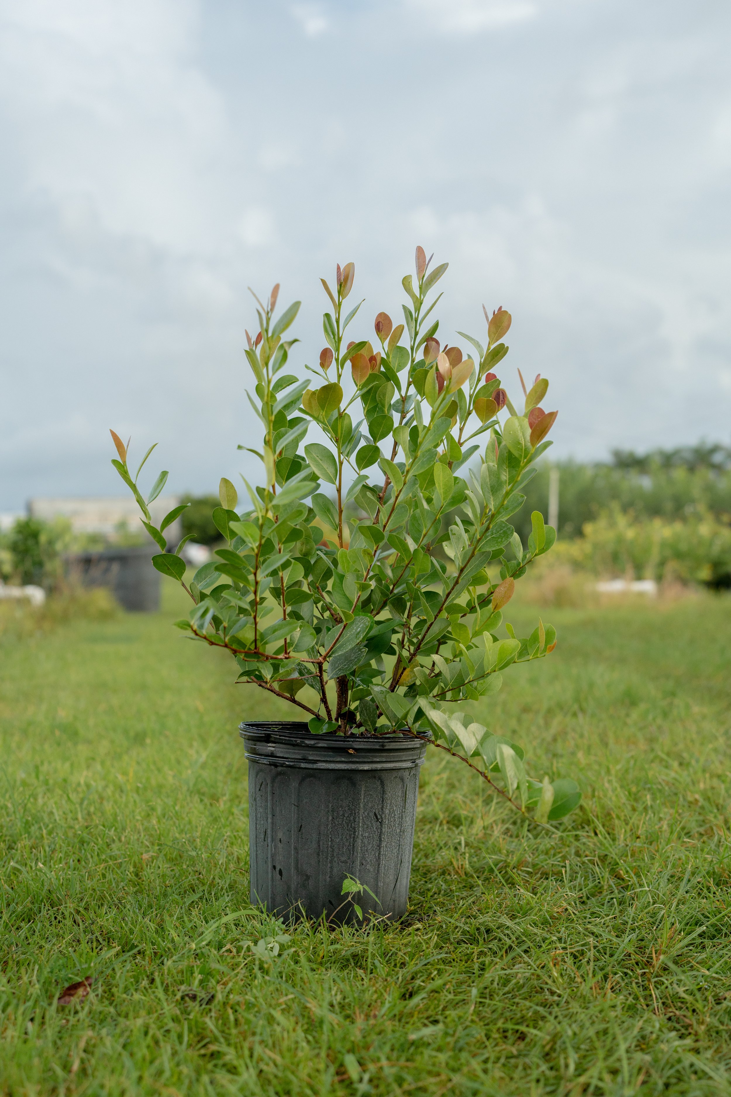 Cocoplum 3gal