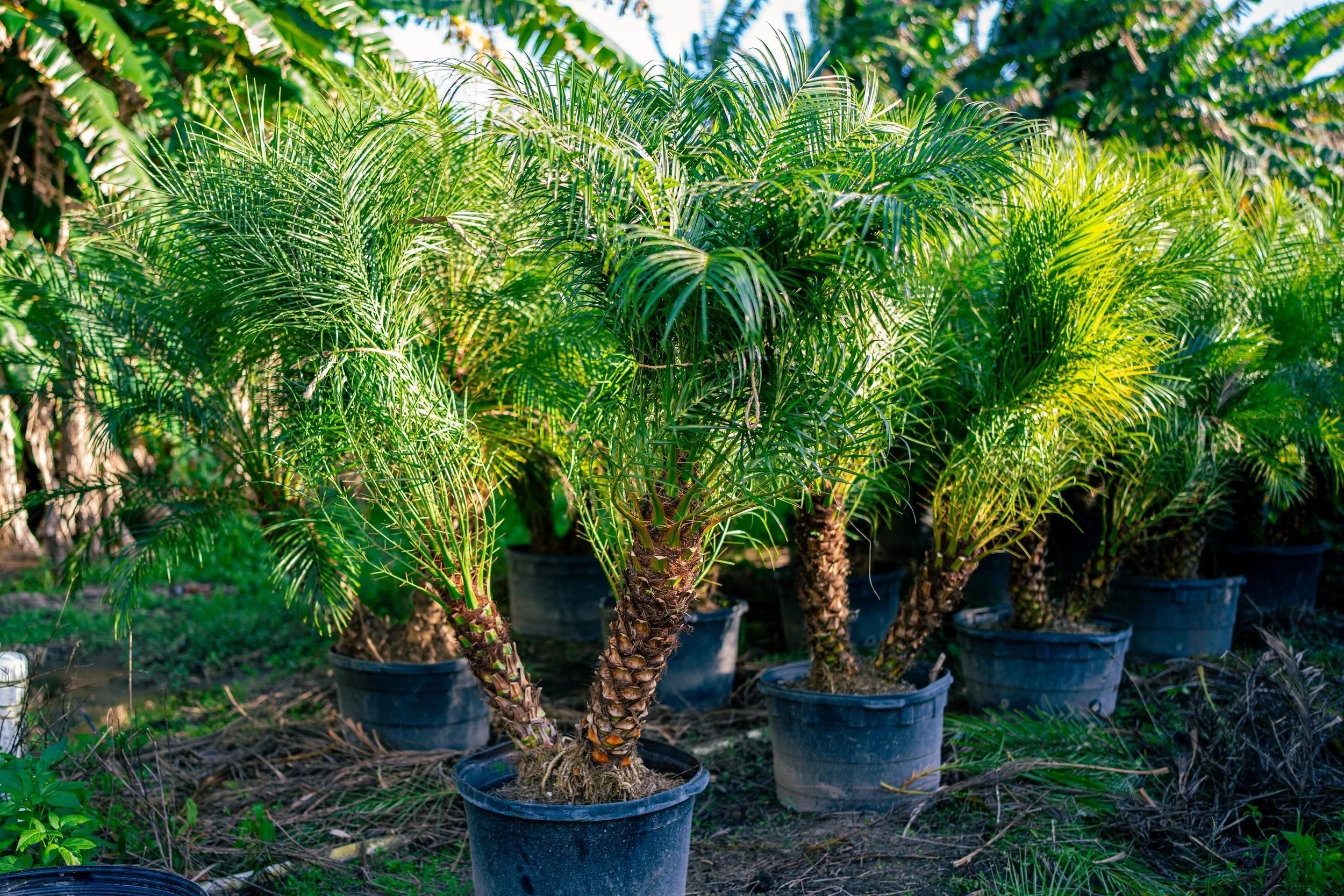 Triple Pygmy Date Palm 25gal