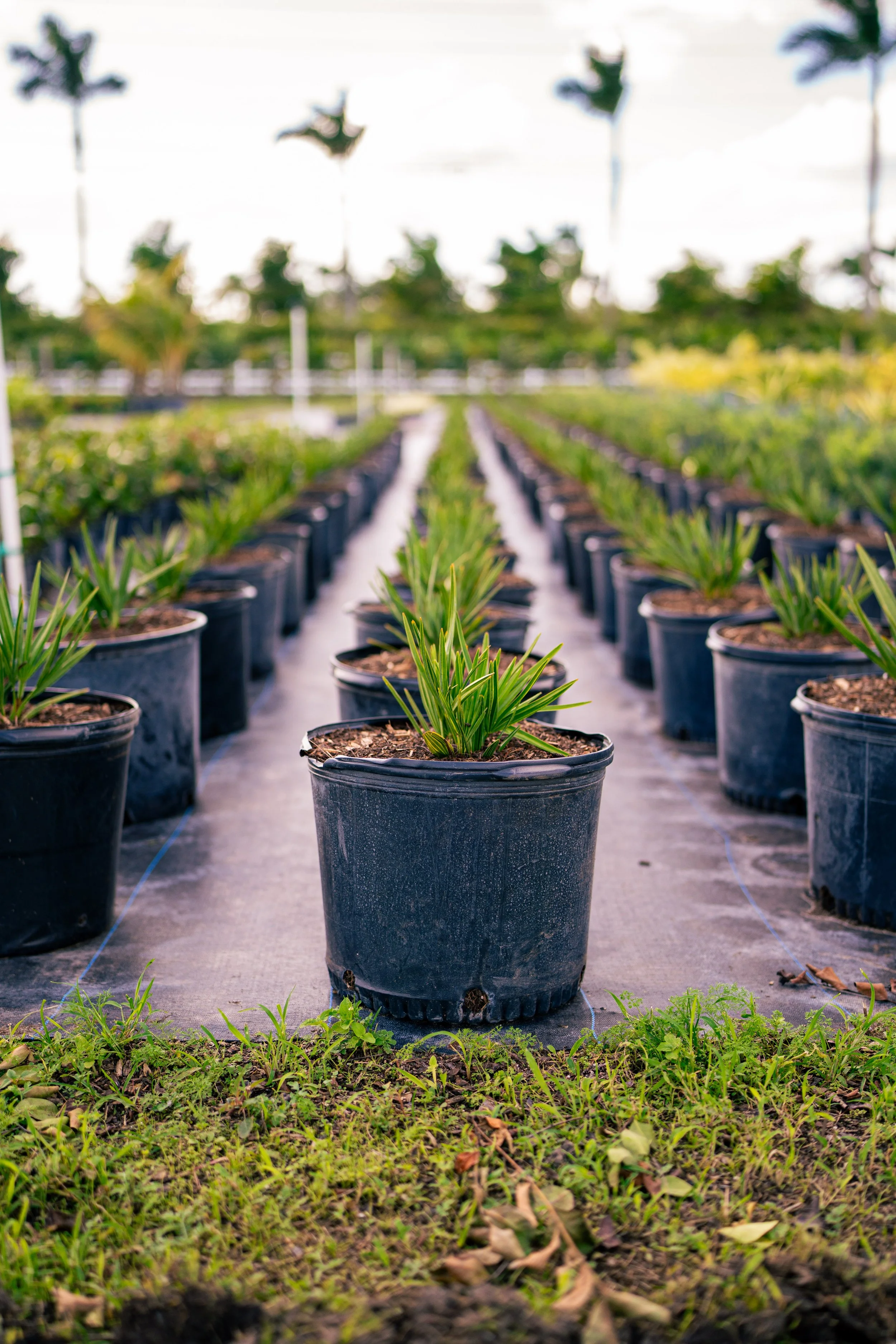 Silver Saw Palmetto 7gal