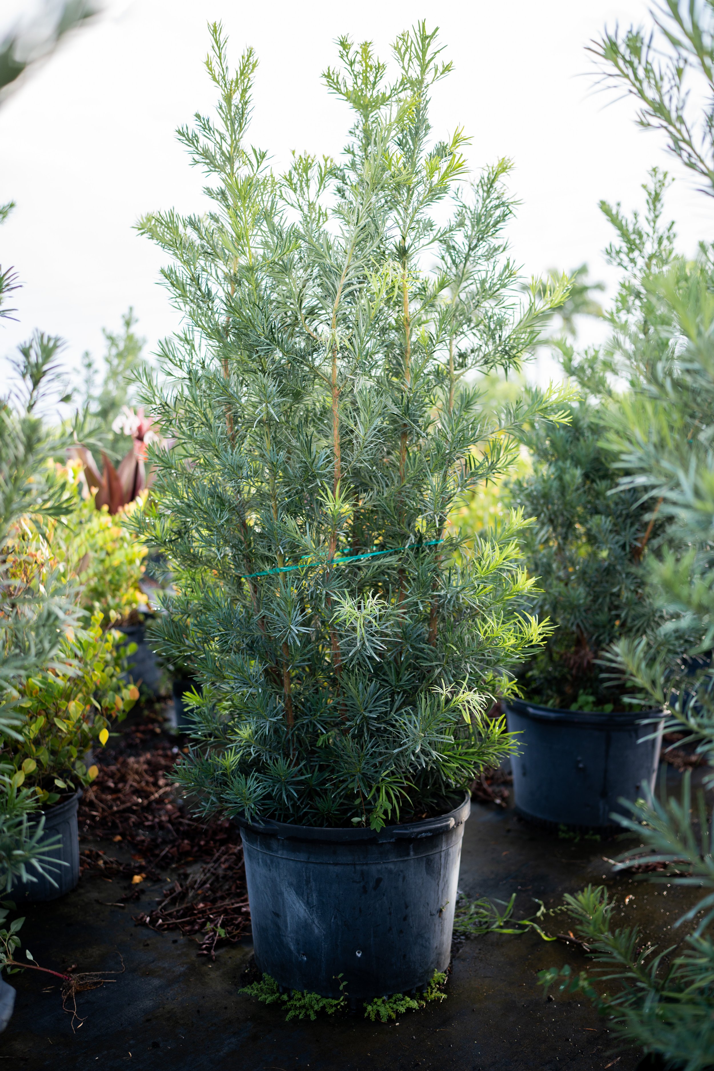 Podocarpus 25gal