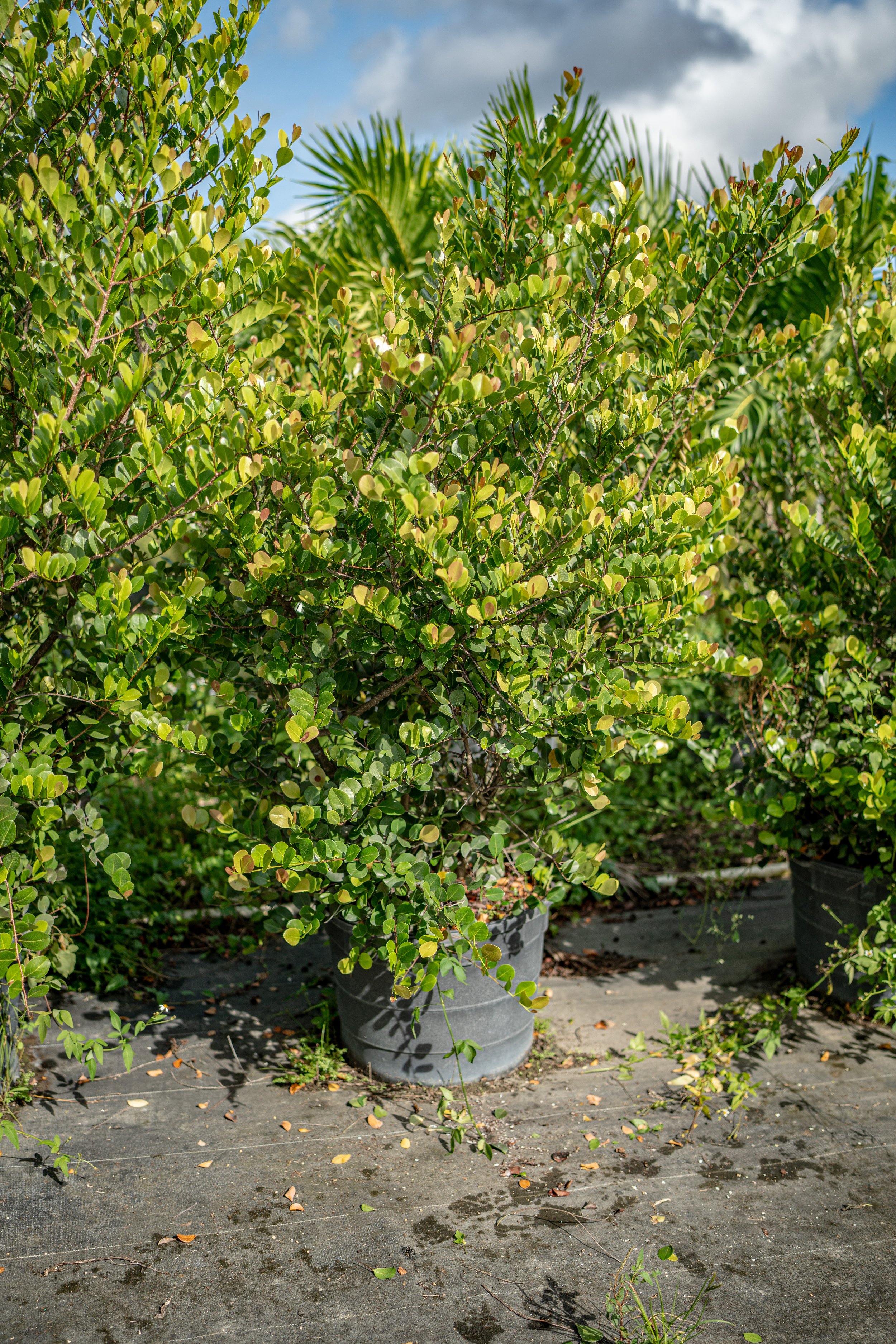 Cocoplum 25gal
