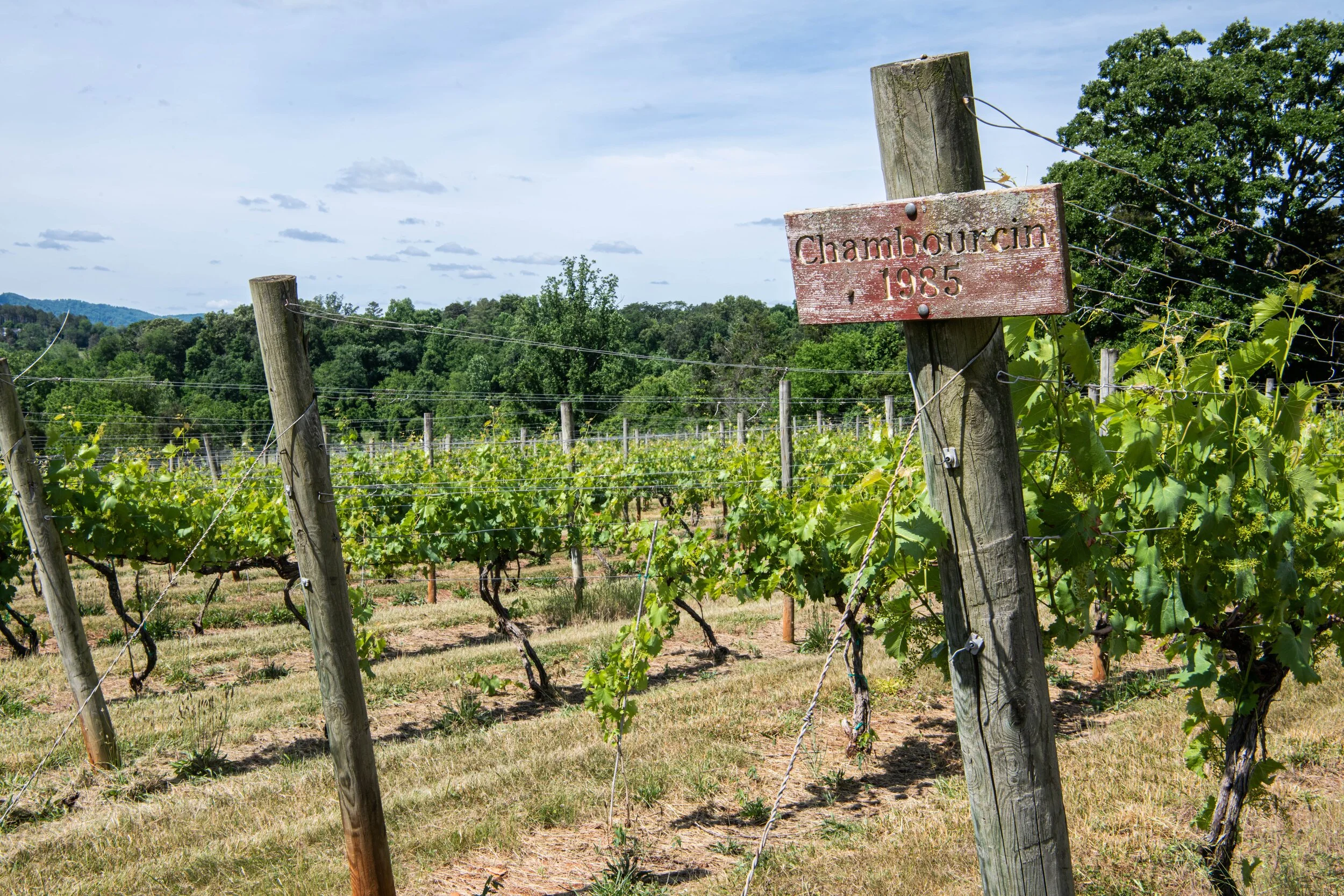 Chambourcin Grapes established in 1985
