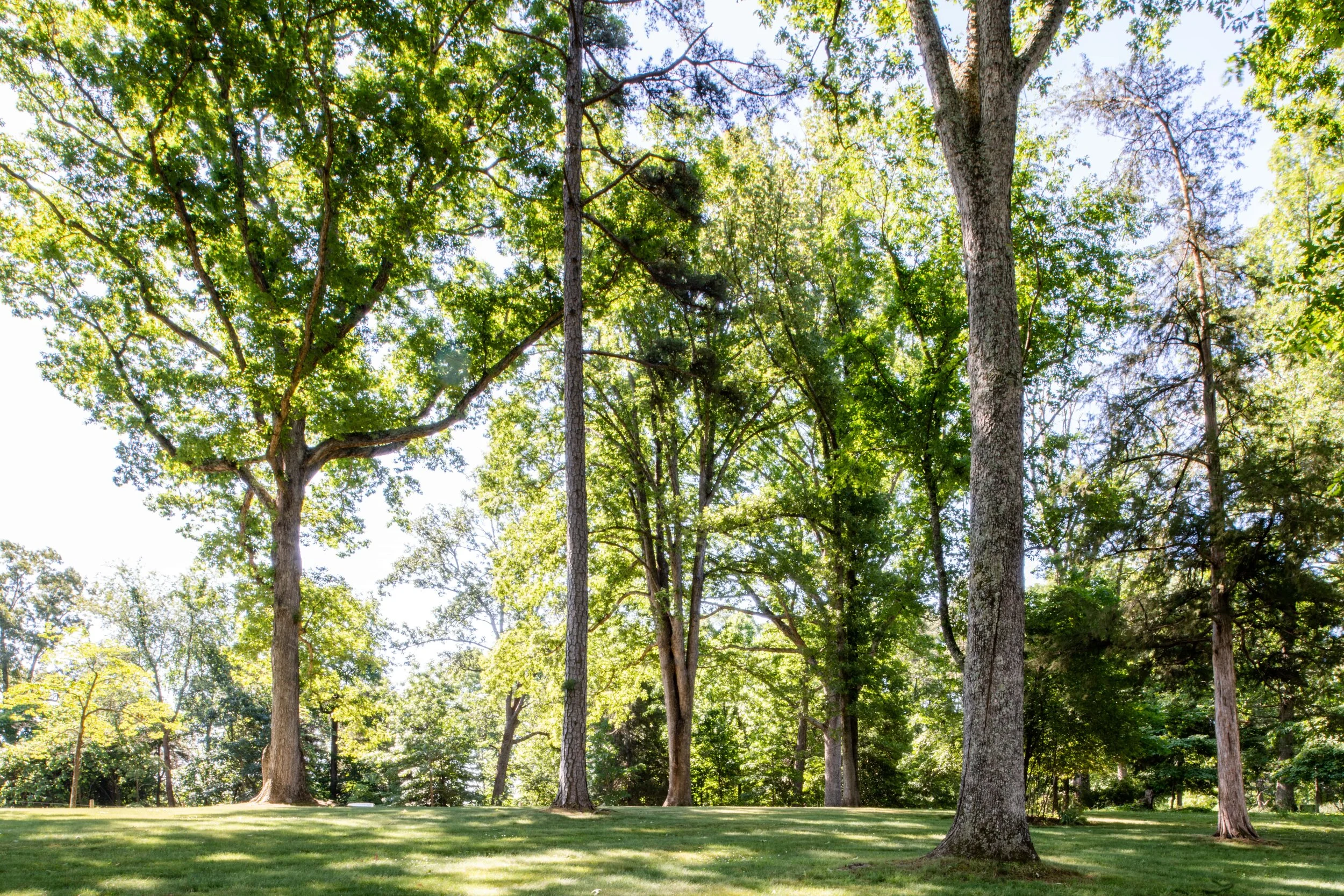 Oak Tree Grove at Oakencroft