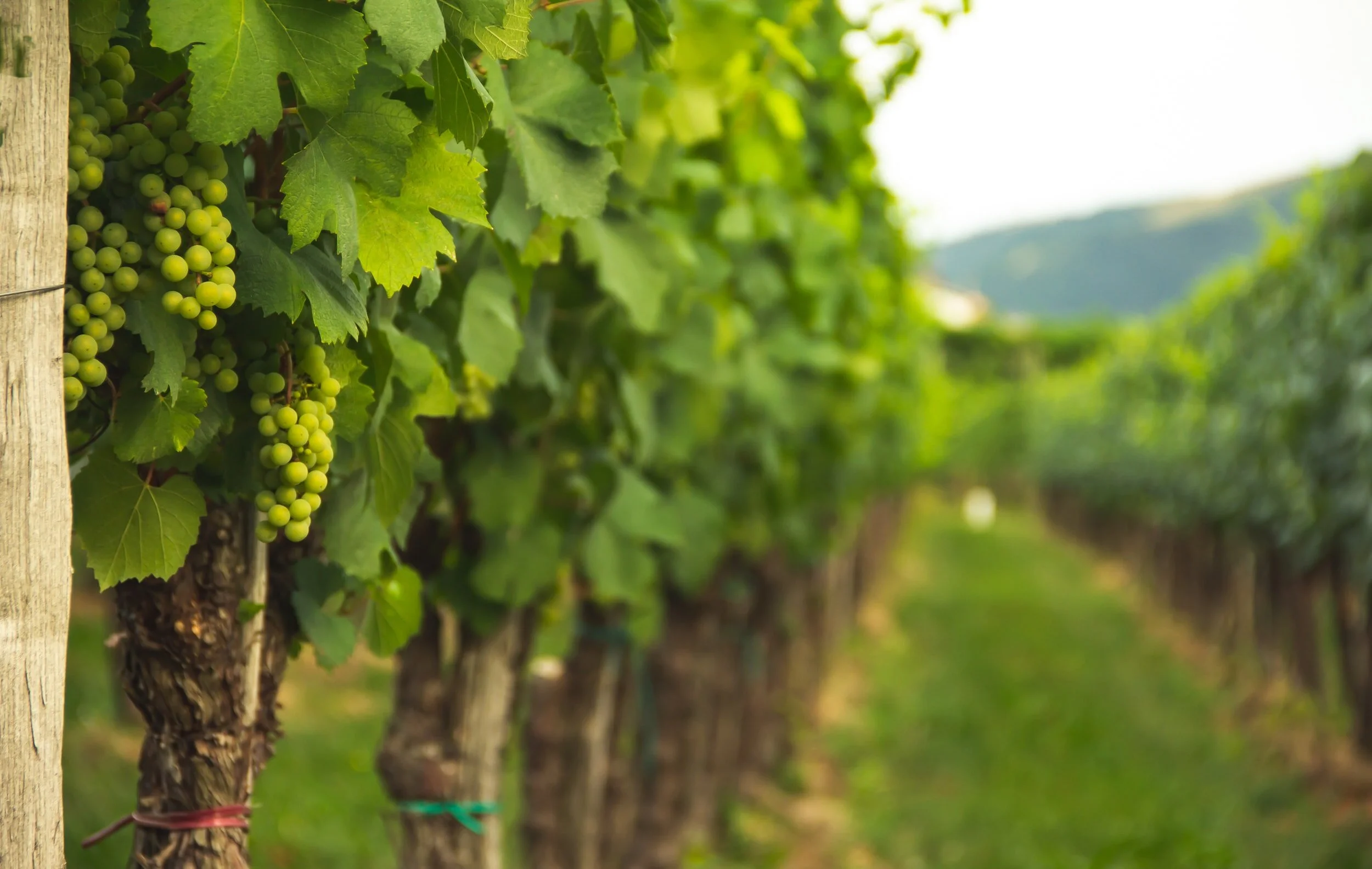 Vineyard Rows at Oakencroft