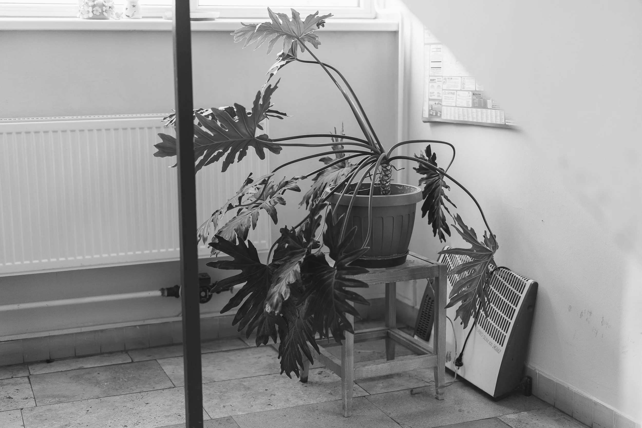 Plant in a dormitory hall. 2026.