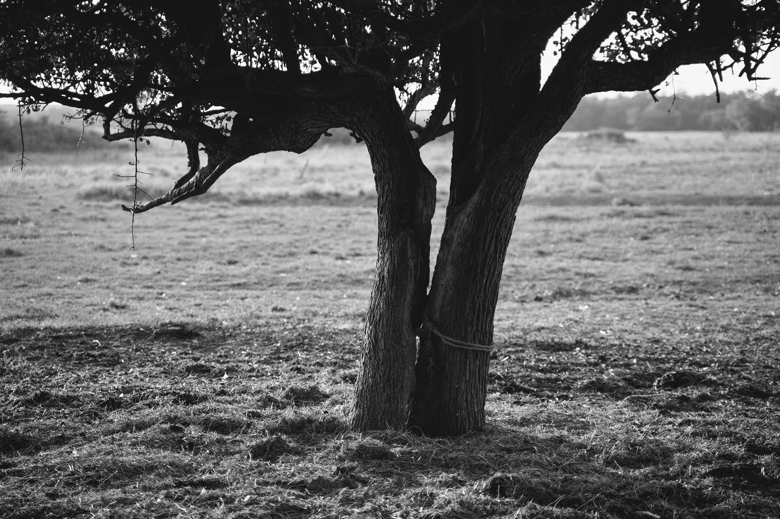 Many years ago, lightning struck this wild pear tree, and I take photos of it several times every year