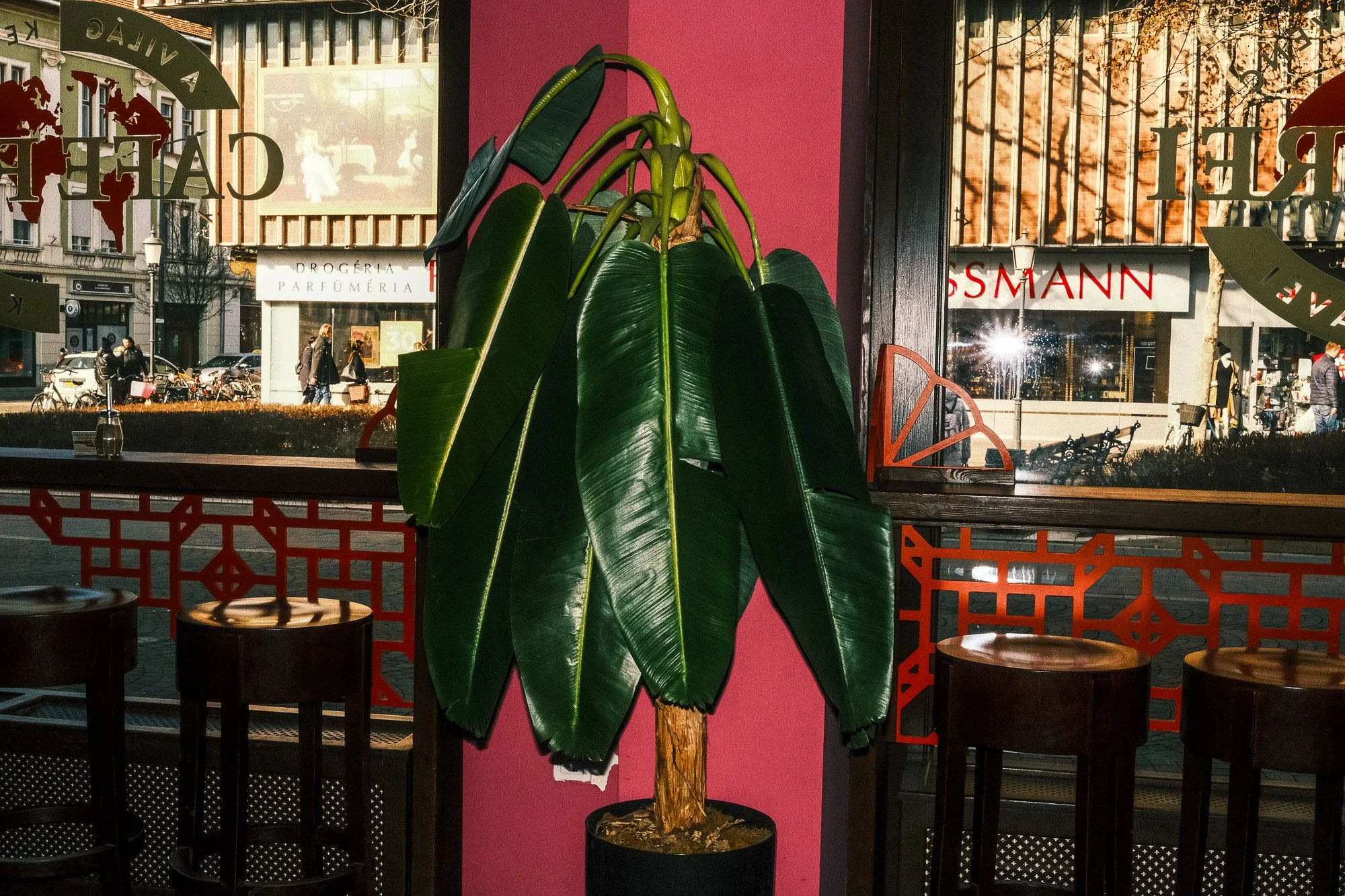 A plant in a café, and across the street the brutalist-style department store