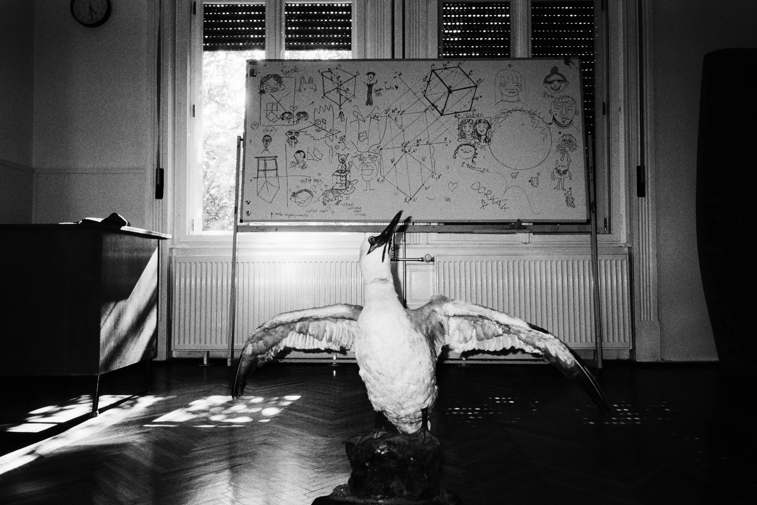Taxidermy bird in front of a school blackboard. 2026.