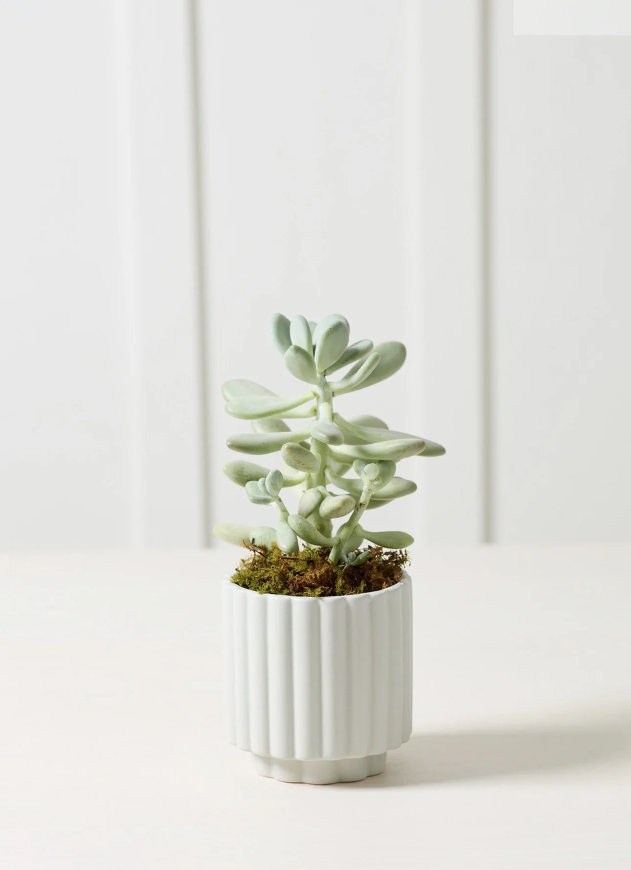 Light Blue Carmen Pot 4.5"