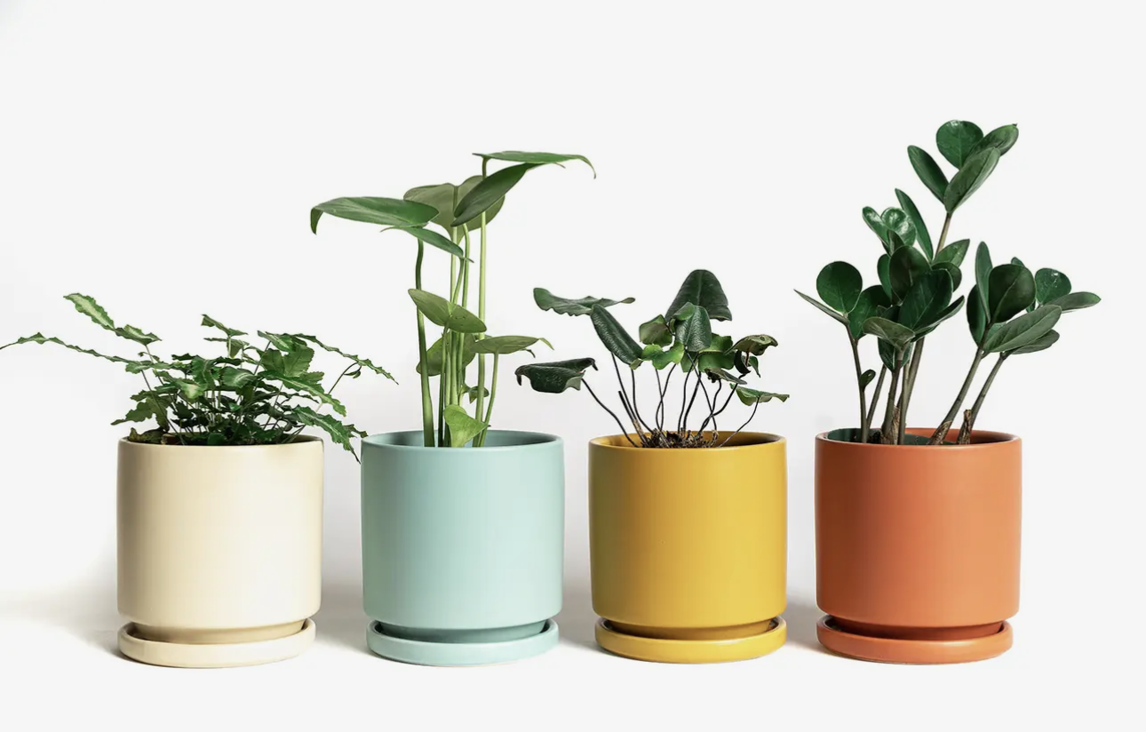 How to Chose the Best Pots for Your Houseplants: Get the MOMMA POTS