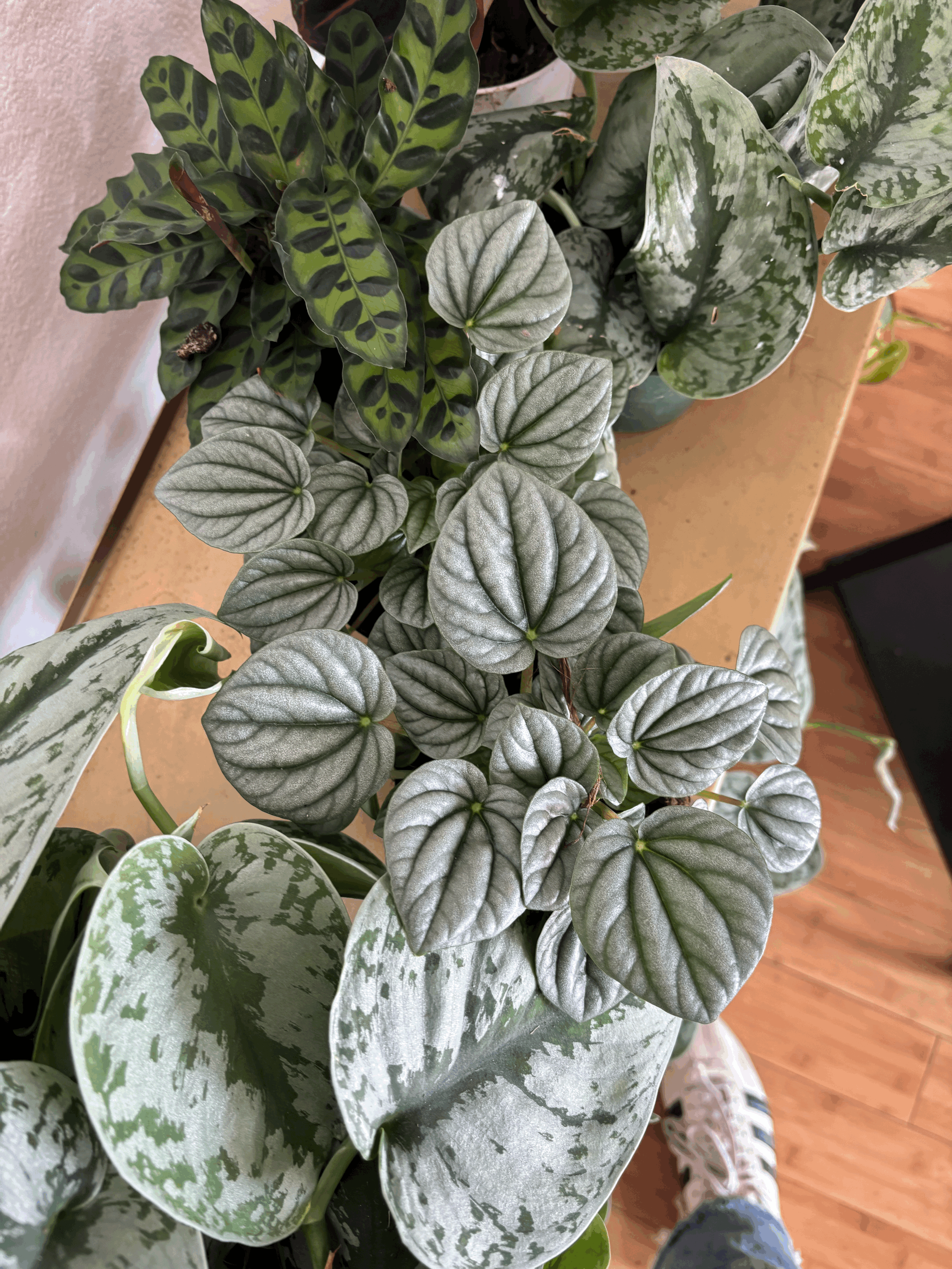 The Best Low Maintenance Plants for San Diego Homes 