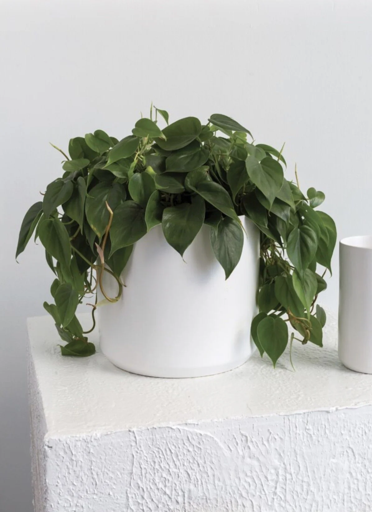 Green leafy houseplant in a white pot on a white surface against a light gray background.