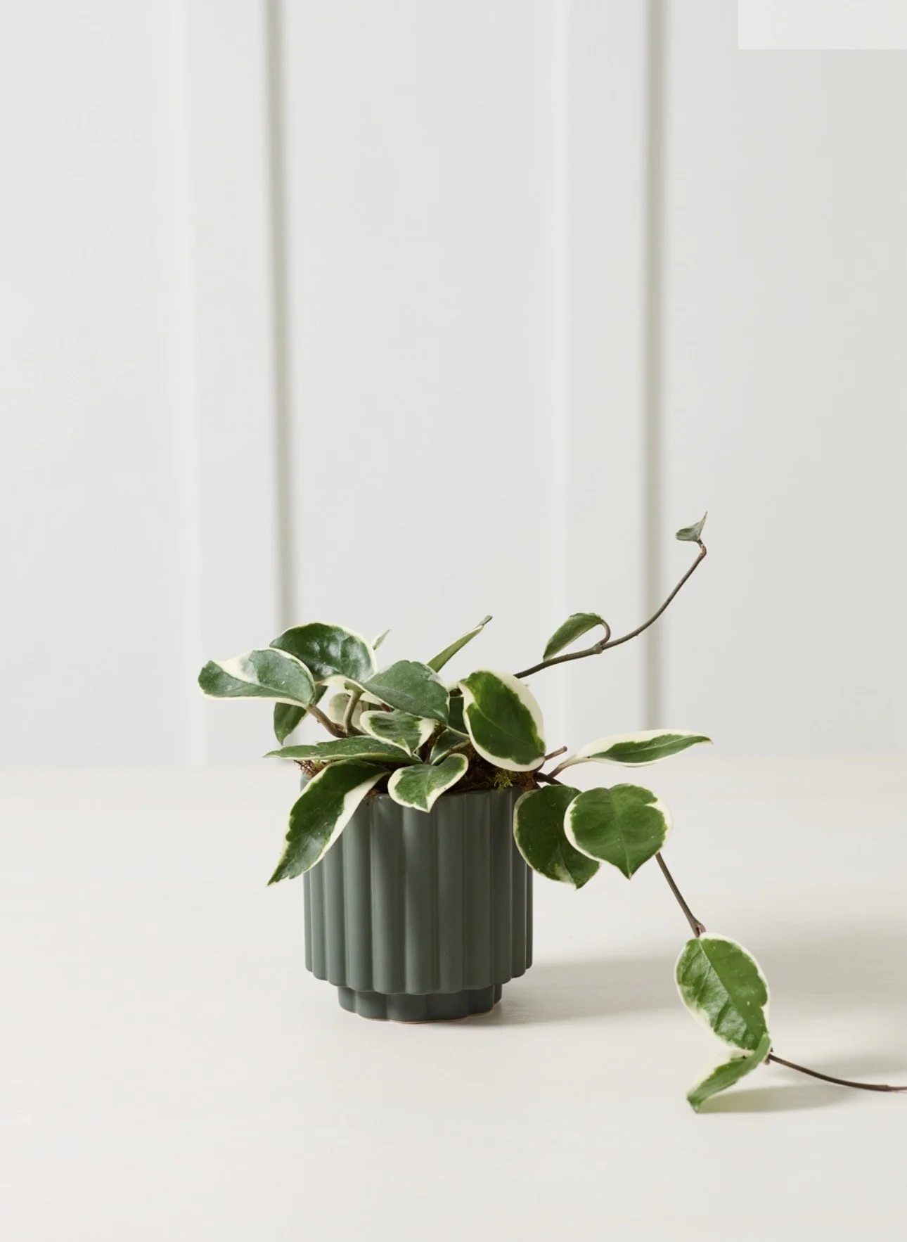 Dark Green Carmen Pot 4.5"