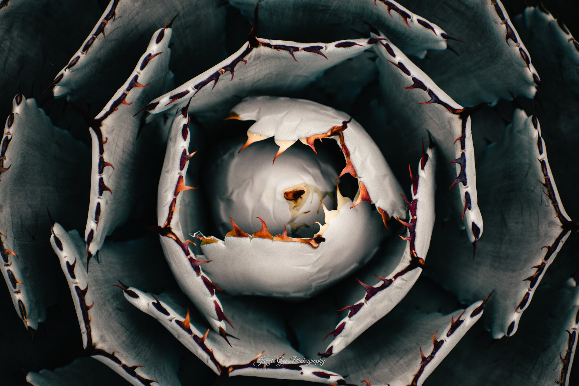 succulent-closeup.jpg
