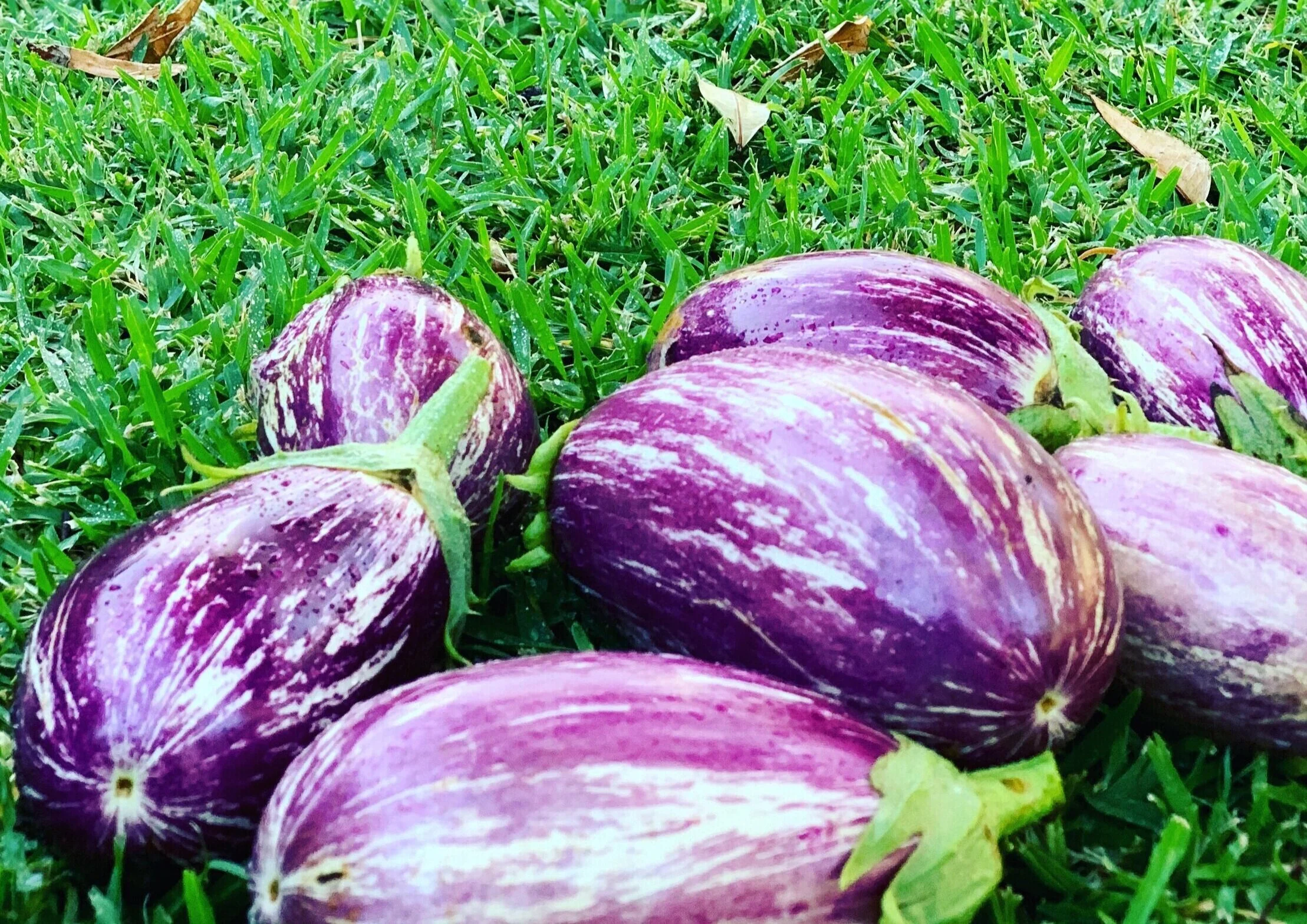 The Plant Based Garden: Early Autumn 2020