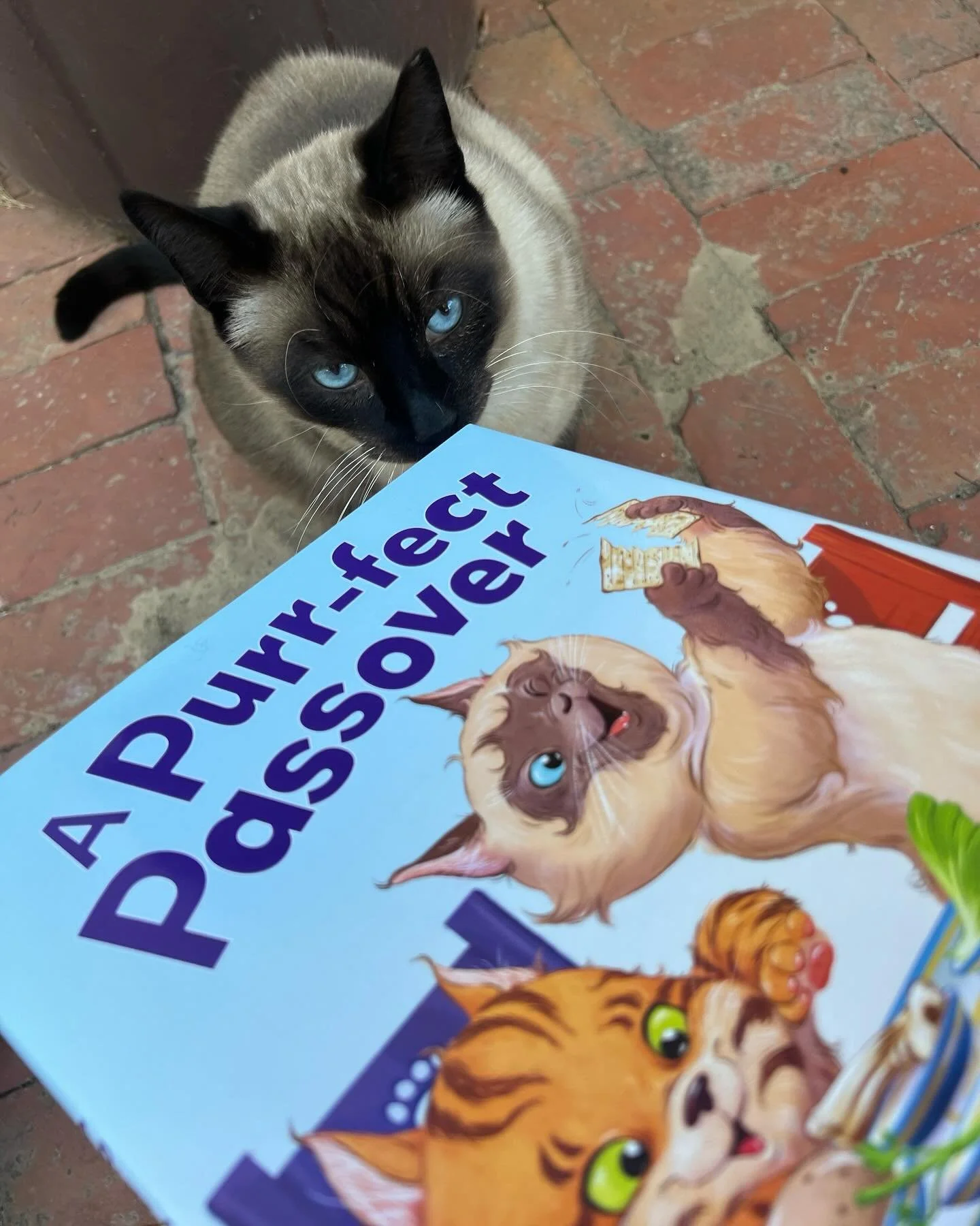 It&rsquo;s a day for celebrating small joys, and I&rsquo;m celebrating the delivery of the early author&rsquo;s copy of A Purr-fect Passover! 

Ny Ny, our outdoor community cat, gives his approval, &ldquo;Meow!&rdquo; And now I&rsquo;m drooling over 