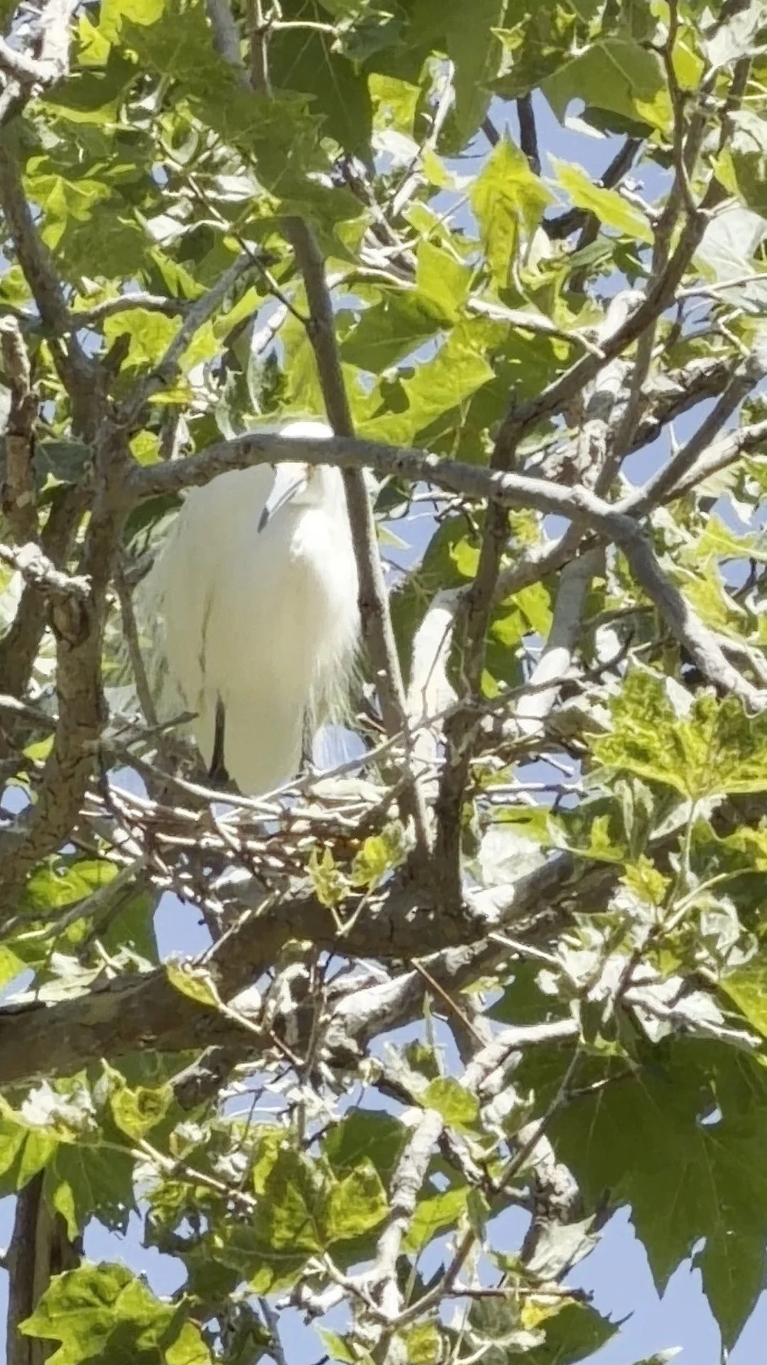 One of the coolest parts of going birding with @ronenklim is working out my aging brain with new knowledge. It was our first time at the rookery on Shorebird Way, Mountain View&mdash;so many Snowy Egret, and Black-crowned Night Heron nests 🙀

Check 