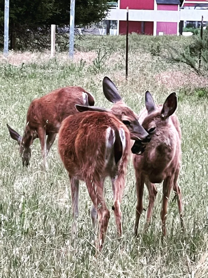 I haven't posted to IG in FOREVER. Life has gotten busy this spring. Pausing for a moment to share these cuties from a recent outing. Nothing deeper than that, just some cute deer ☺️