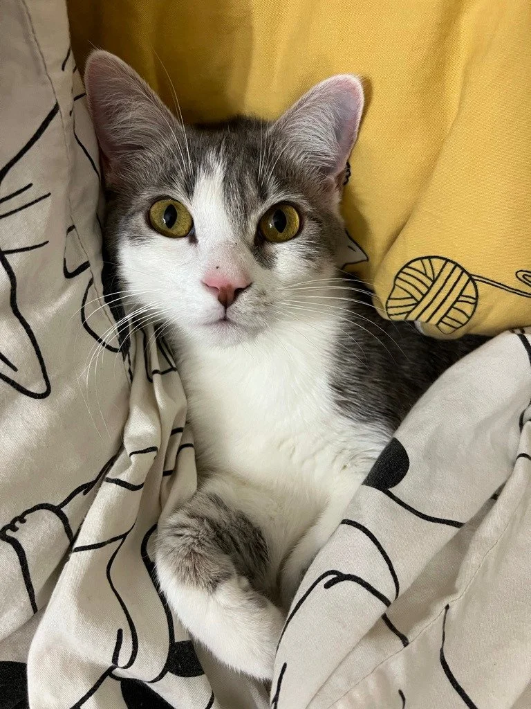 Look at that, we have a new cat! 

She came with the name "Bliss", and is now known as "Goobert Bliss".

(For those keeping track, yes, that's 4 cats 🙀 never mind the 2 community cats that live in our yard...)

@thedancingcatsj