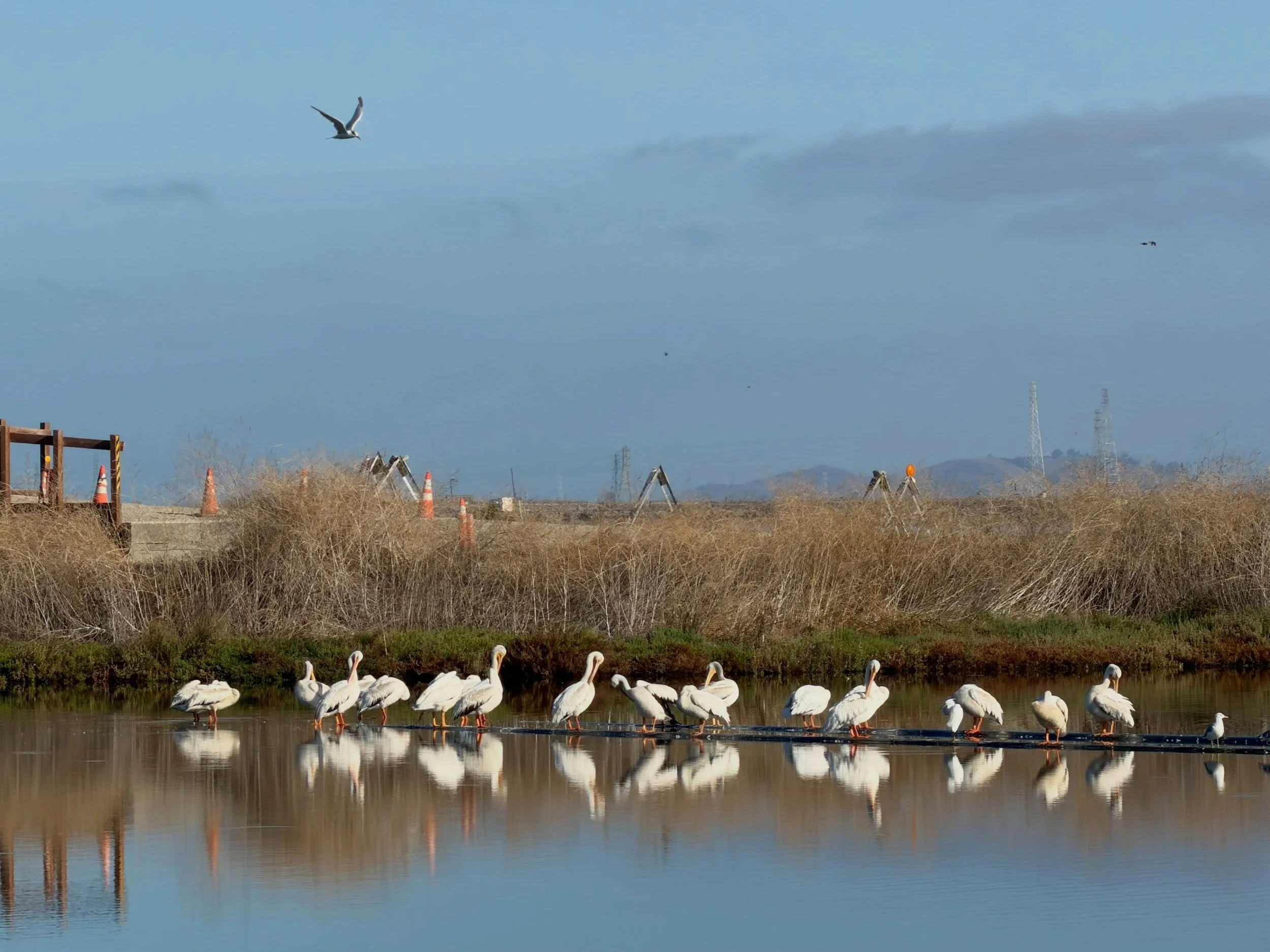 Some early morning birding (and bugging) with the teenager and @scvbirdalliance Young Birders Club 🦆