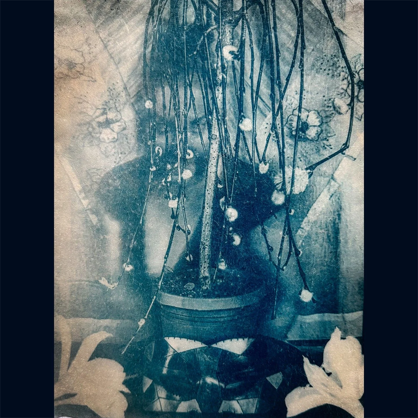 &ldquo;Weeping Willow Woman&rdquo;

🦋 Cyanotype print
on Mulberry Washi
Toned with Black Tea, 
featuring Christmas Cactus Blossoms

#cyanotype&nbsp;#cyanotypeprint&nbsp;#cyanotypeart&nbsp;
#cyanotypie&nbsp;&nbsp;#cianotipia&nbsp;#cianotipo
&nbsp;#cy